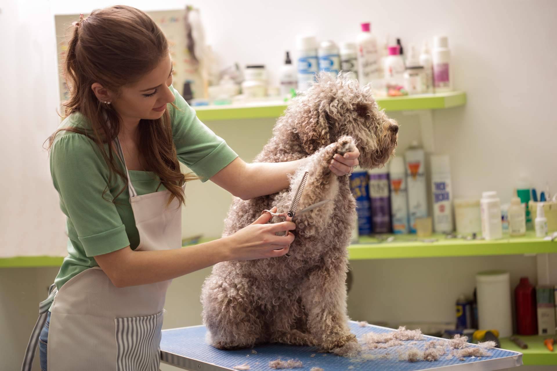 ¿Qué errores cometen los dueños en el cuidado de sus perros?, con Pelitos Peluquería Canina