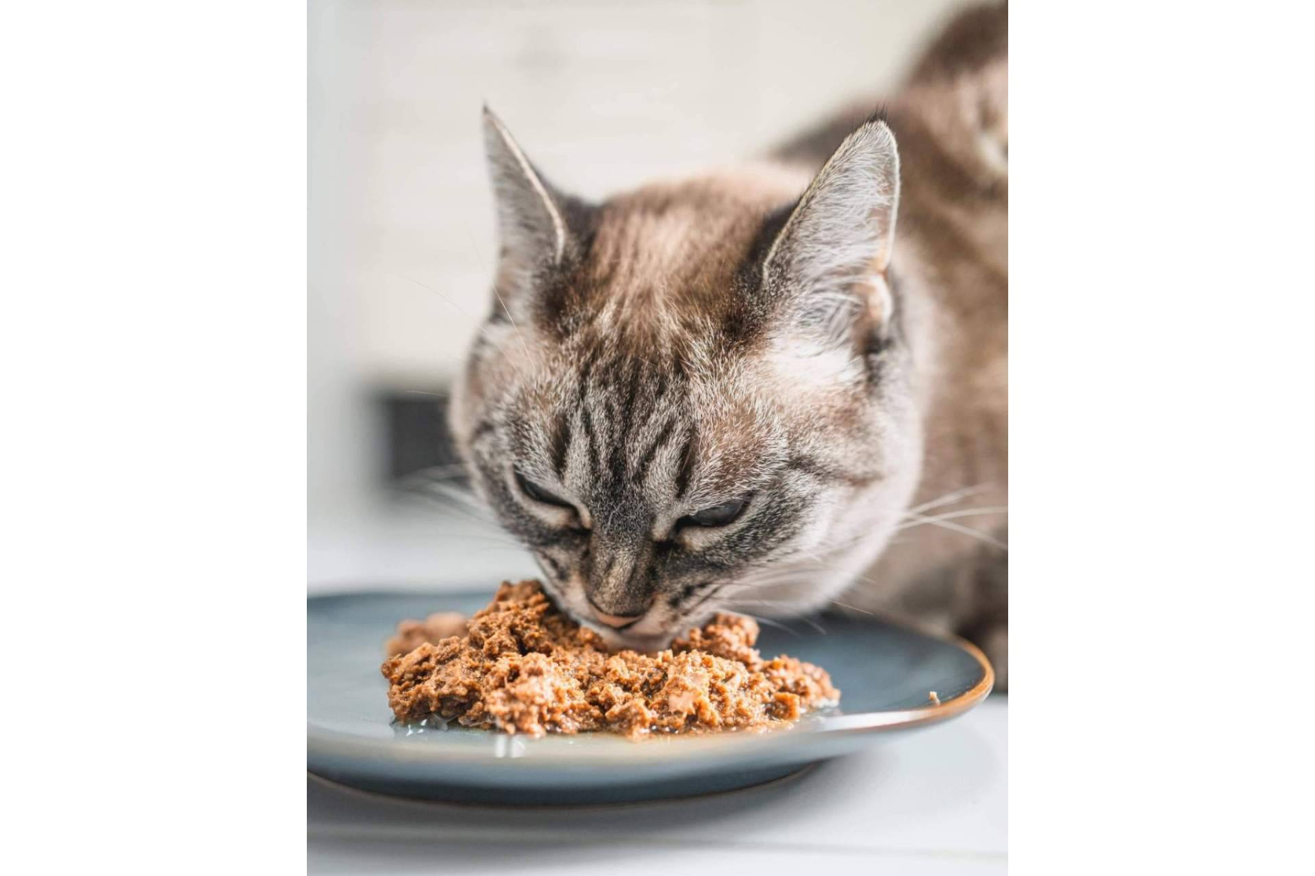 Lenda Foodie es un alimento 100 % natural para gatos