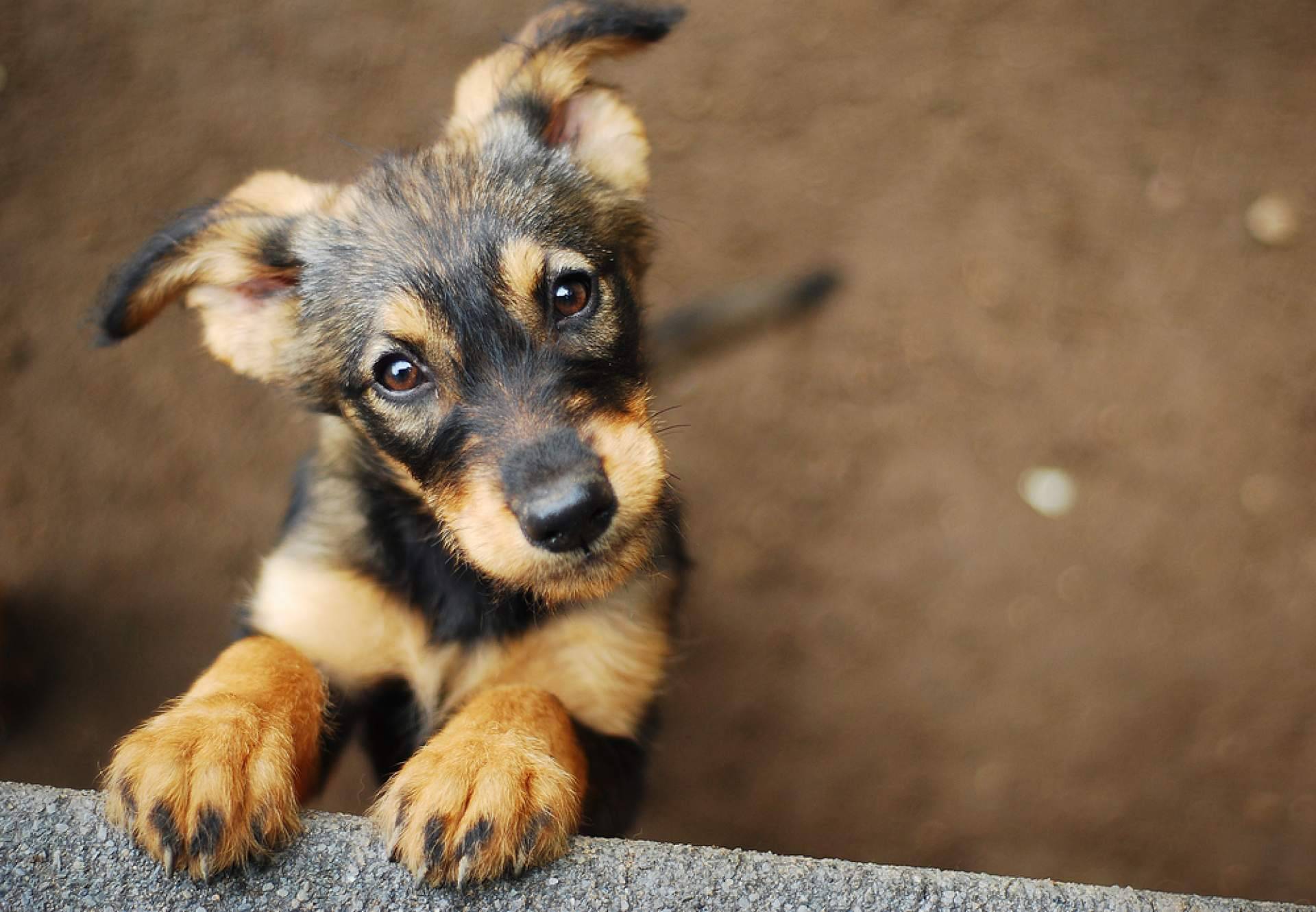 El buscador de mascotas con más garantías de salud y cuidados de los animales, La Central del Cachorro