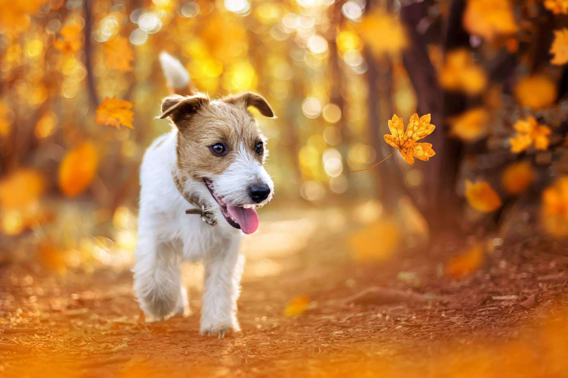 El servicio de adiestramiento para cachorros de Cachorros del Valle