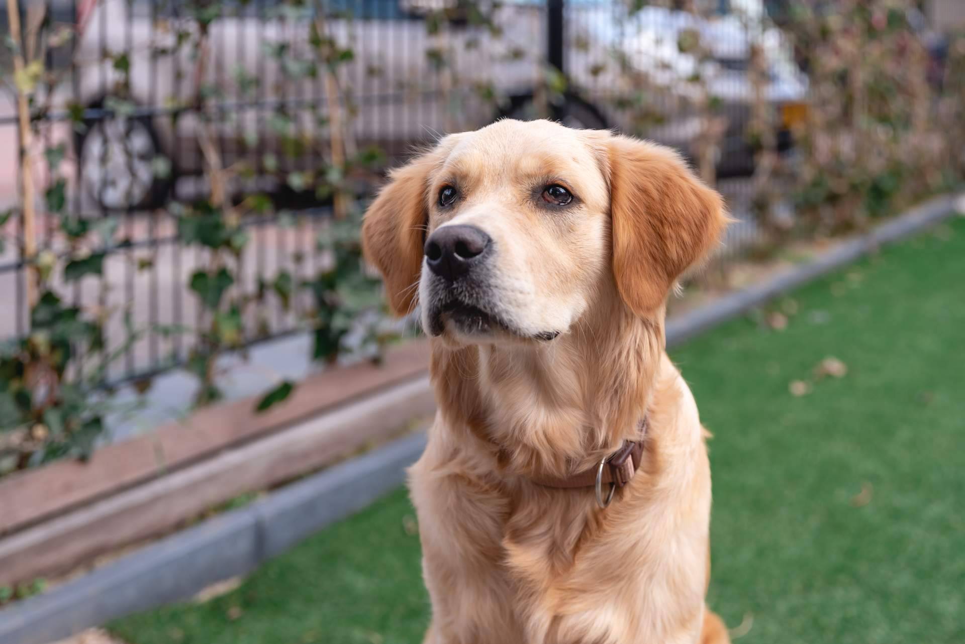 Los perros de asistencia para niños TEA de la Asociación Española de Perros de Apoyo