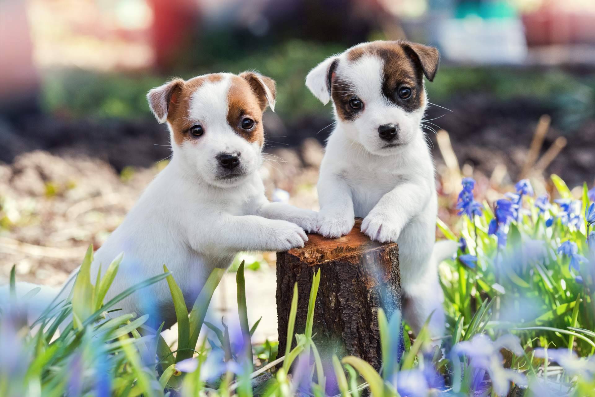 La experiencia de Cachorros del Valle, cría profesional de perros