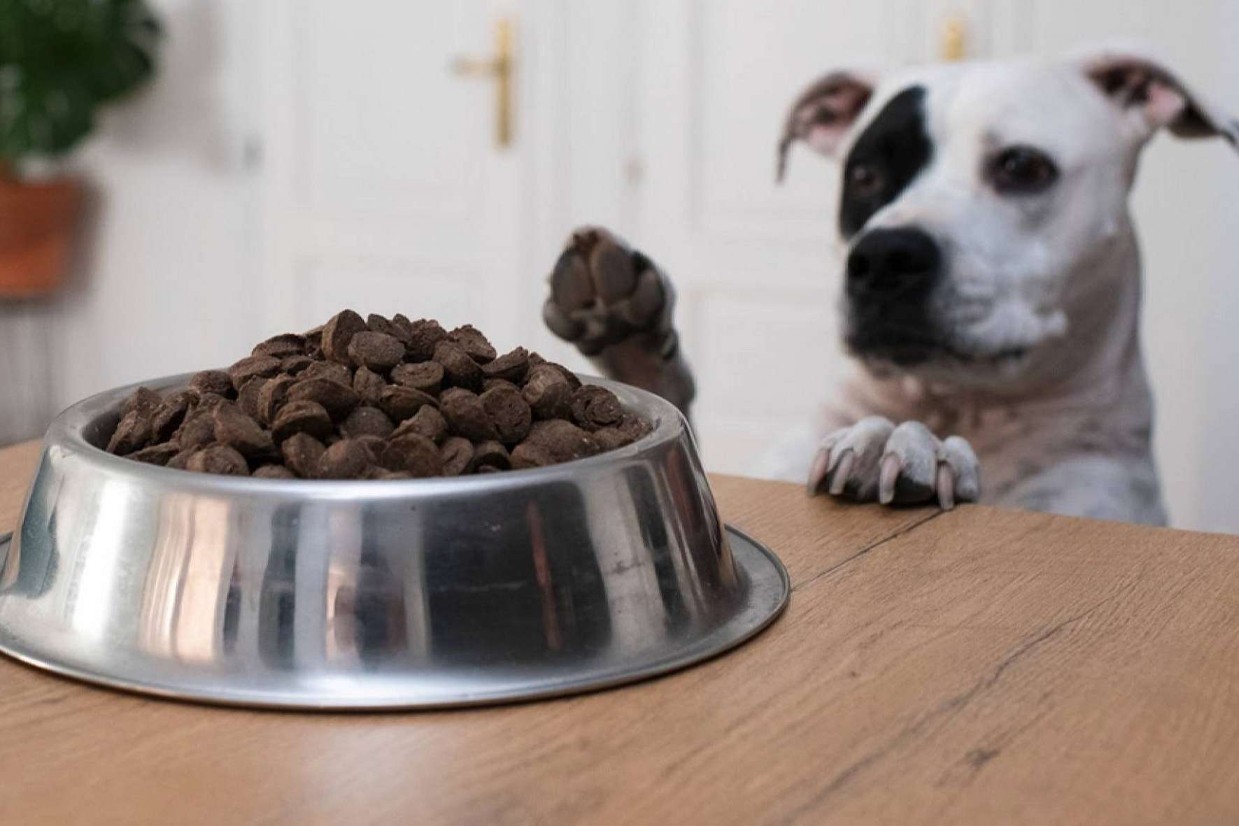 Ginqo ofrece un nuevo pienso hipoalergénico para evitar problemas de salud en perros y gatos