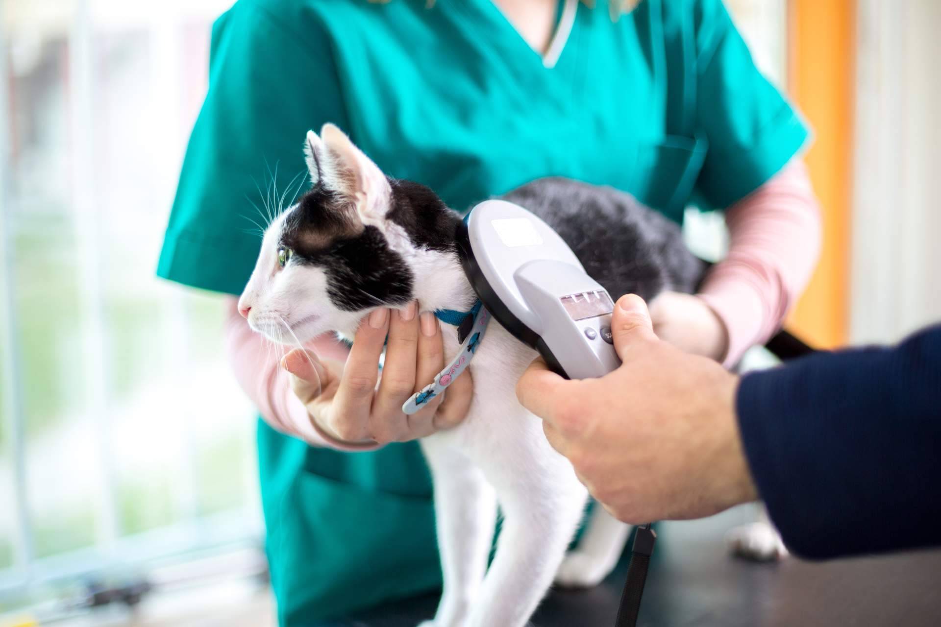 ¿Cómo elegir la tipología de curso de auxiliar de veterinario?, por VetFormación