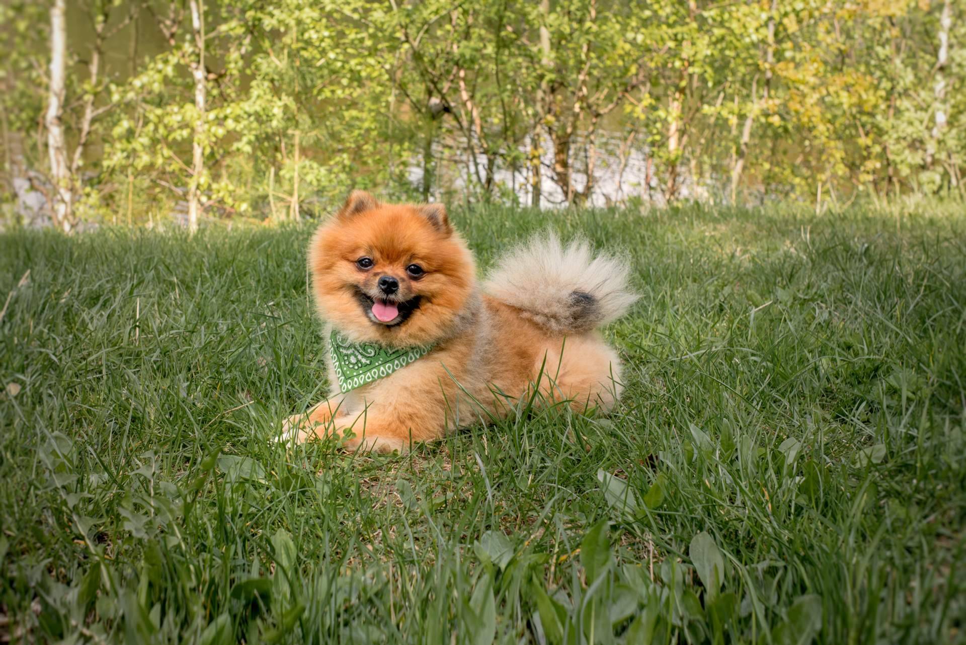 Los Pomerania que hay en Cachorros del Valle