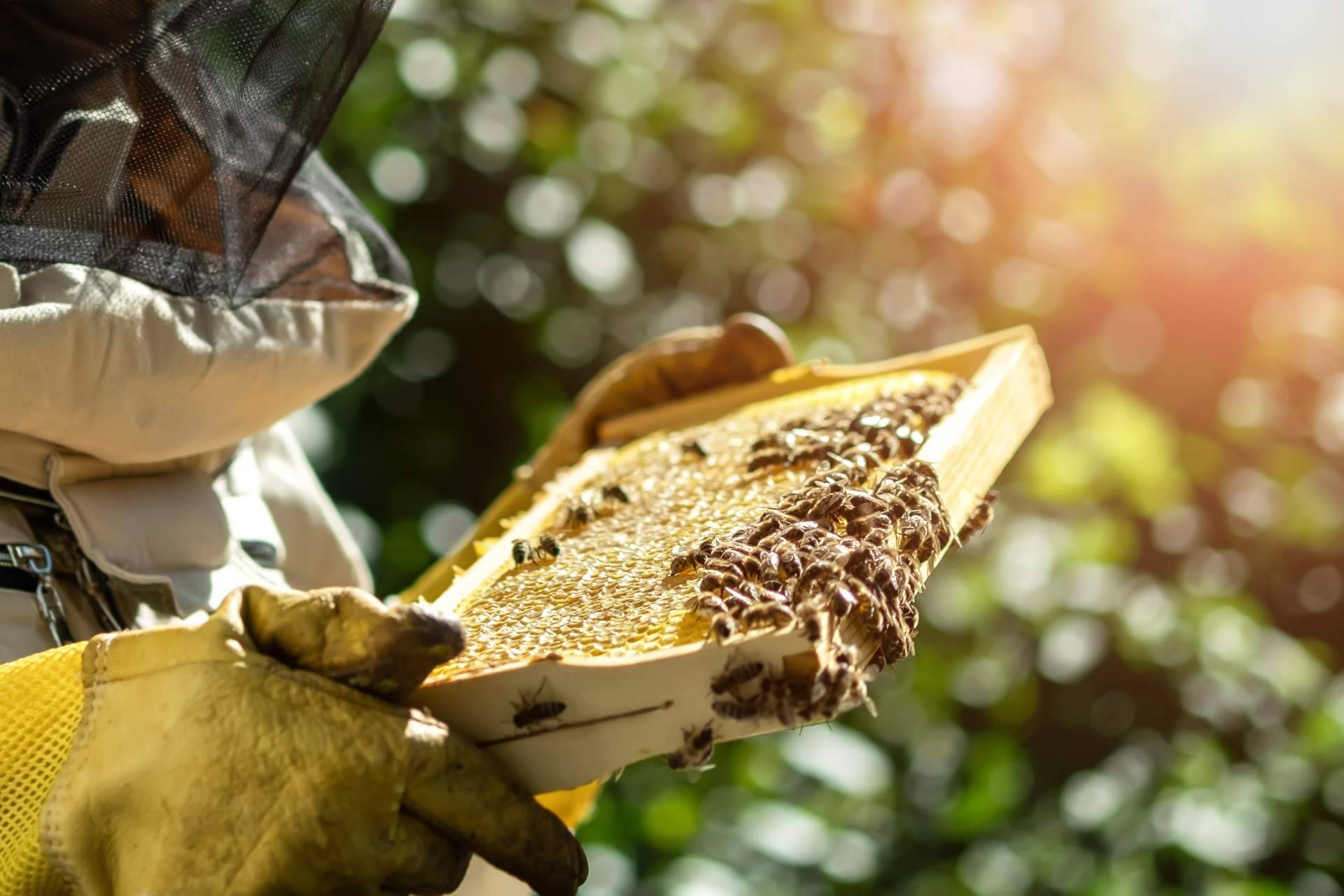 Cuáles son los beneficios de consumir la jalea real y propolis