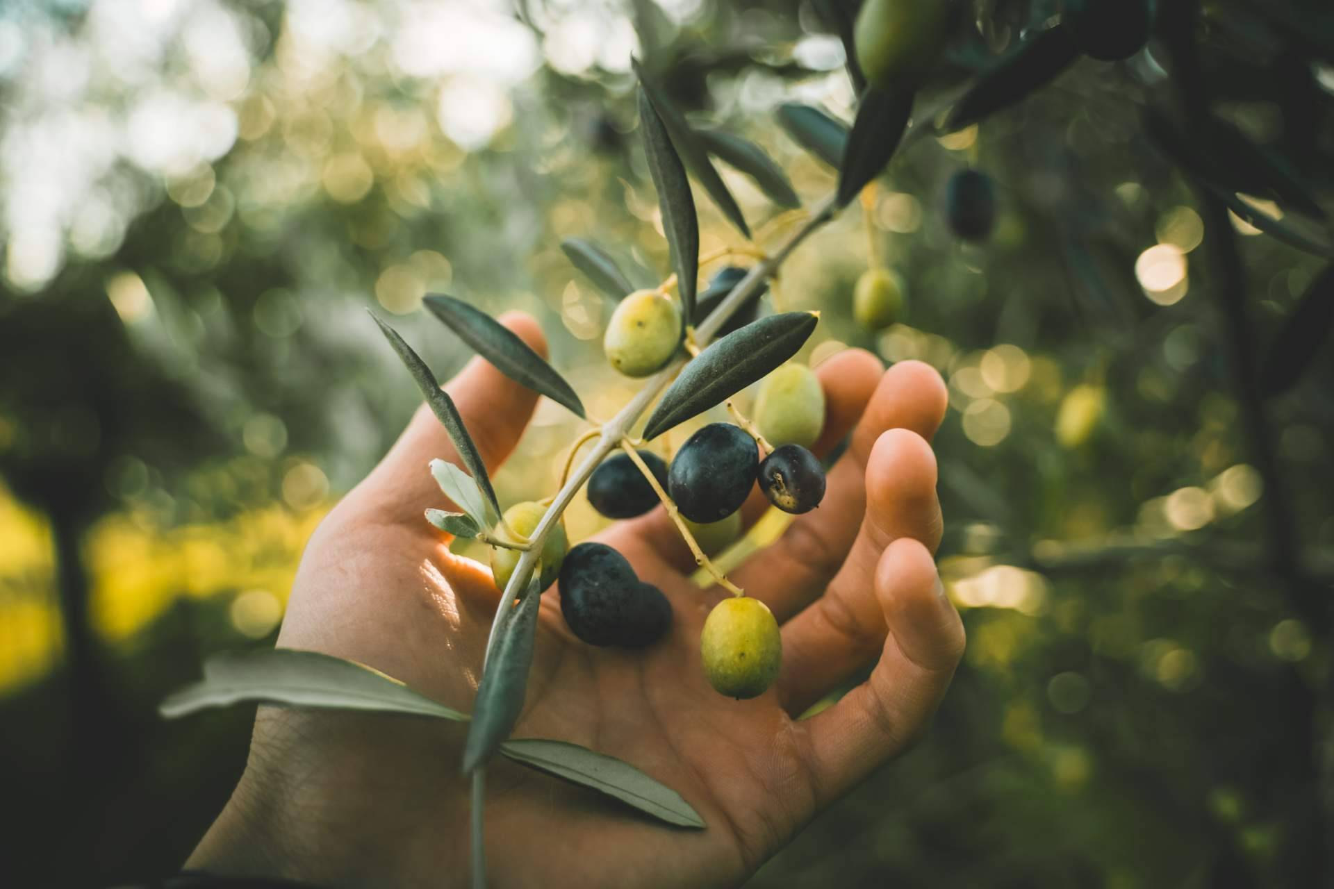 ¿Cómo es el consumo de aceite de oliva virgen extra en Alemania?