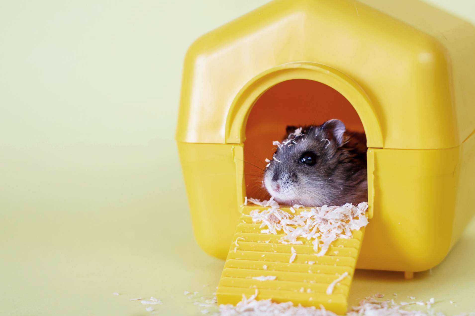 LovePets, todo lo necesario para la higiene en roedores