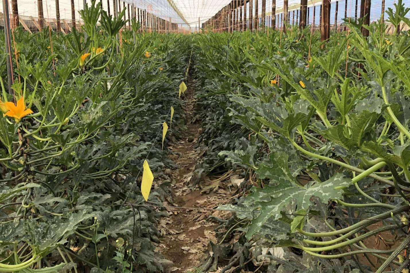 Equipos de fertirrigación para el cultivo de calabacín, con ITC