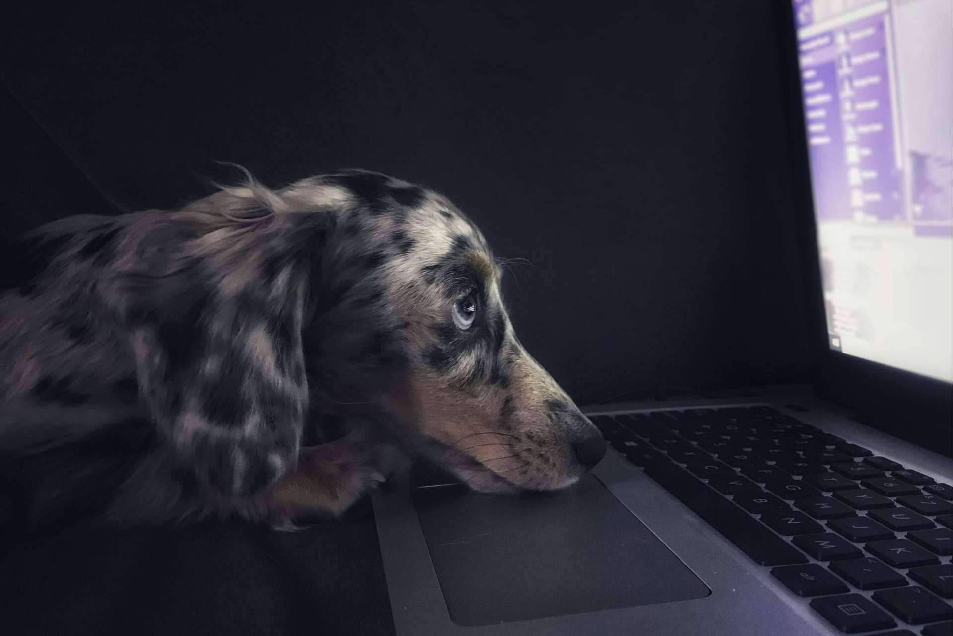 Qué es y cómo prevenir la filariosis canina, por la Asociación Española de Perros de Apoyo