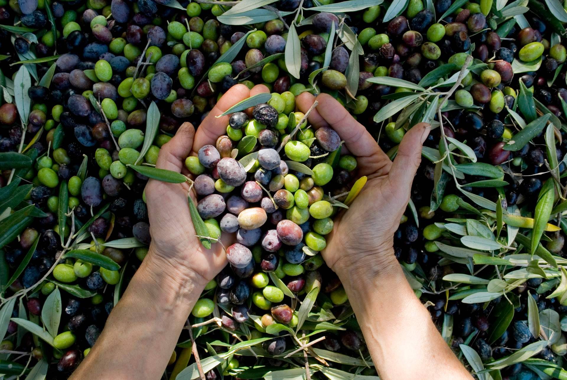 El Aceite de la Vida permite apadrinar un olivo centenario