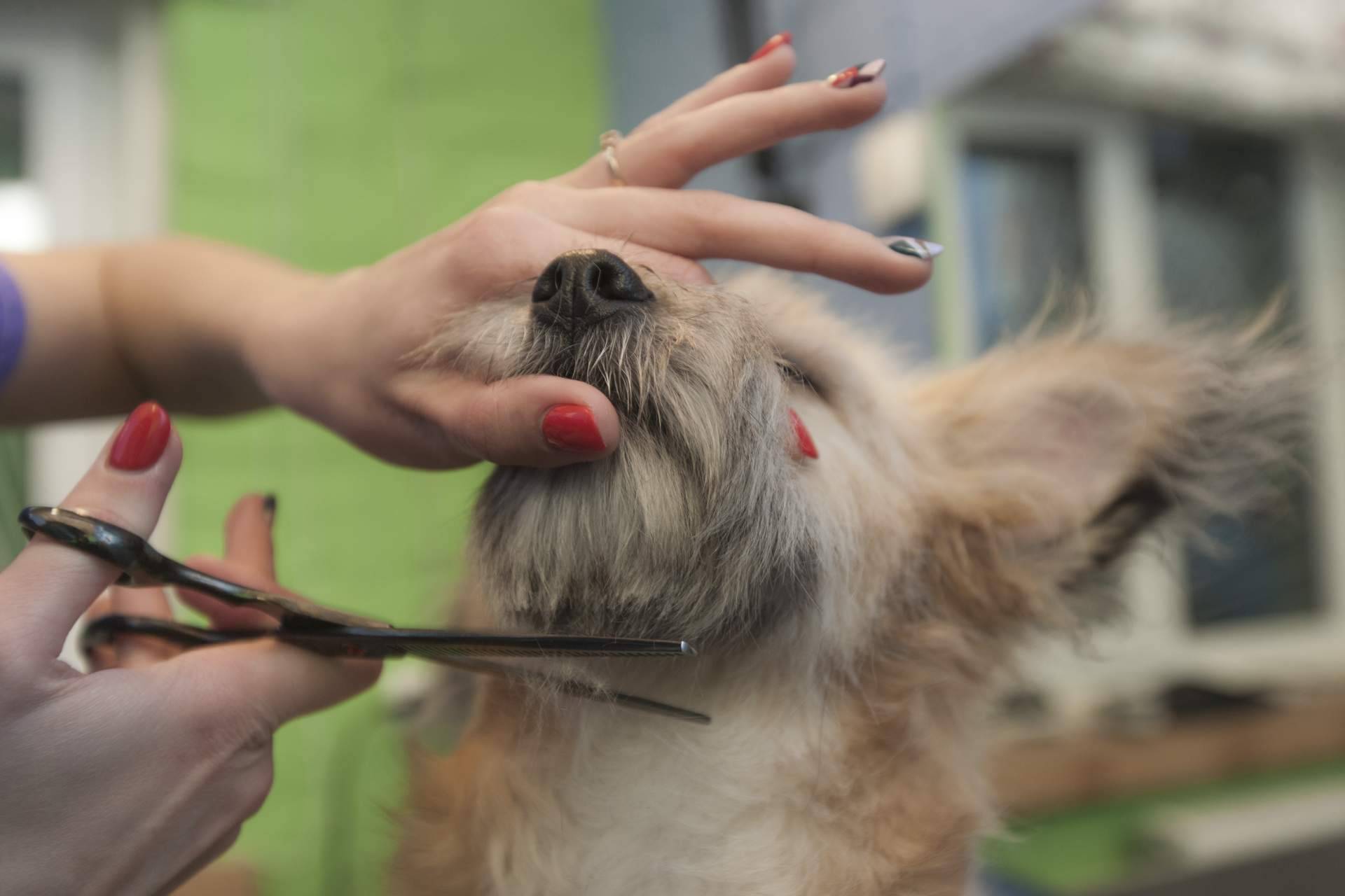 Servicios profesionales de peluquería canina a domicilio en Madrid con Perrukings
