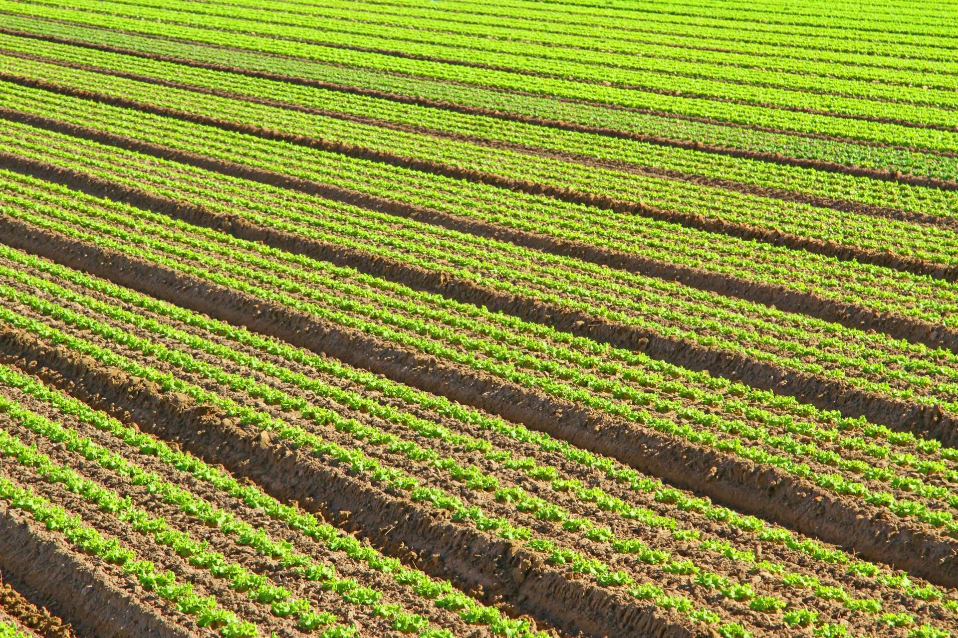 La importancia de la agricultura intensiva