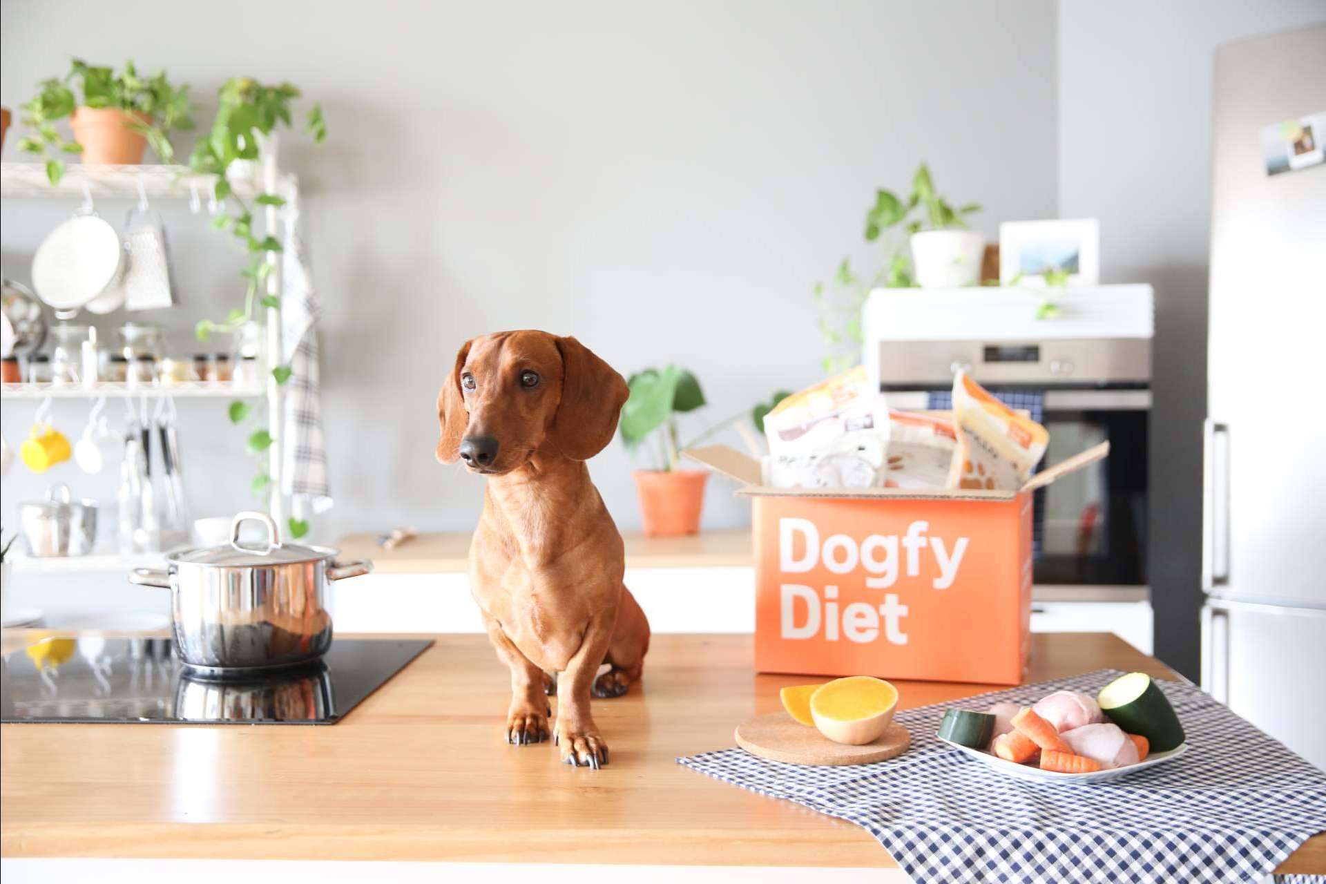 Ventajas de la comida natural para perros Dogfy Diet