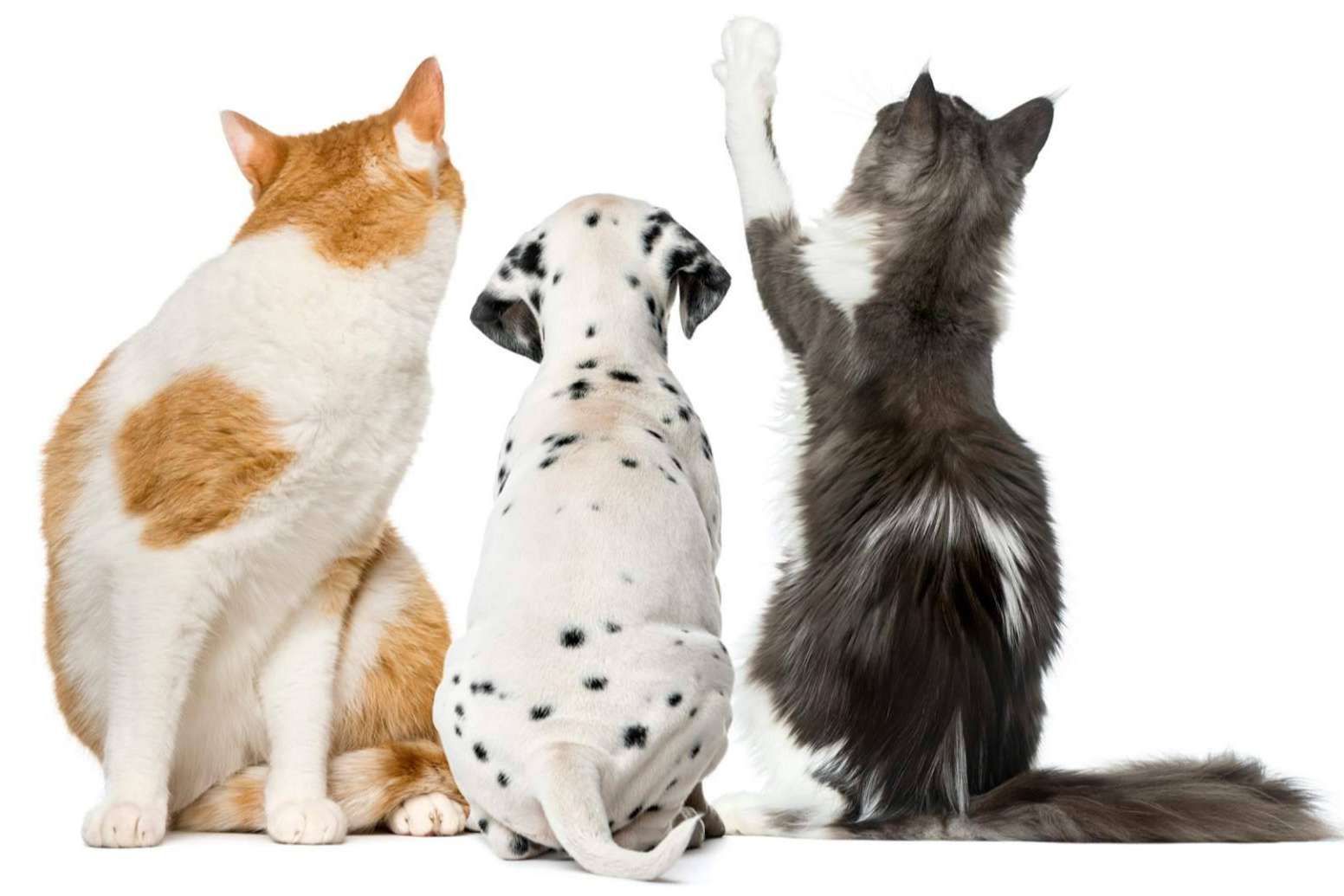 Cómo minimizar los efectos del cambio de pelaje en las mascotas en casa