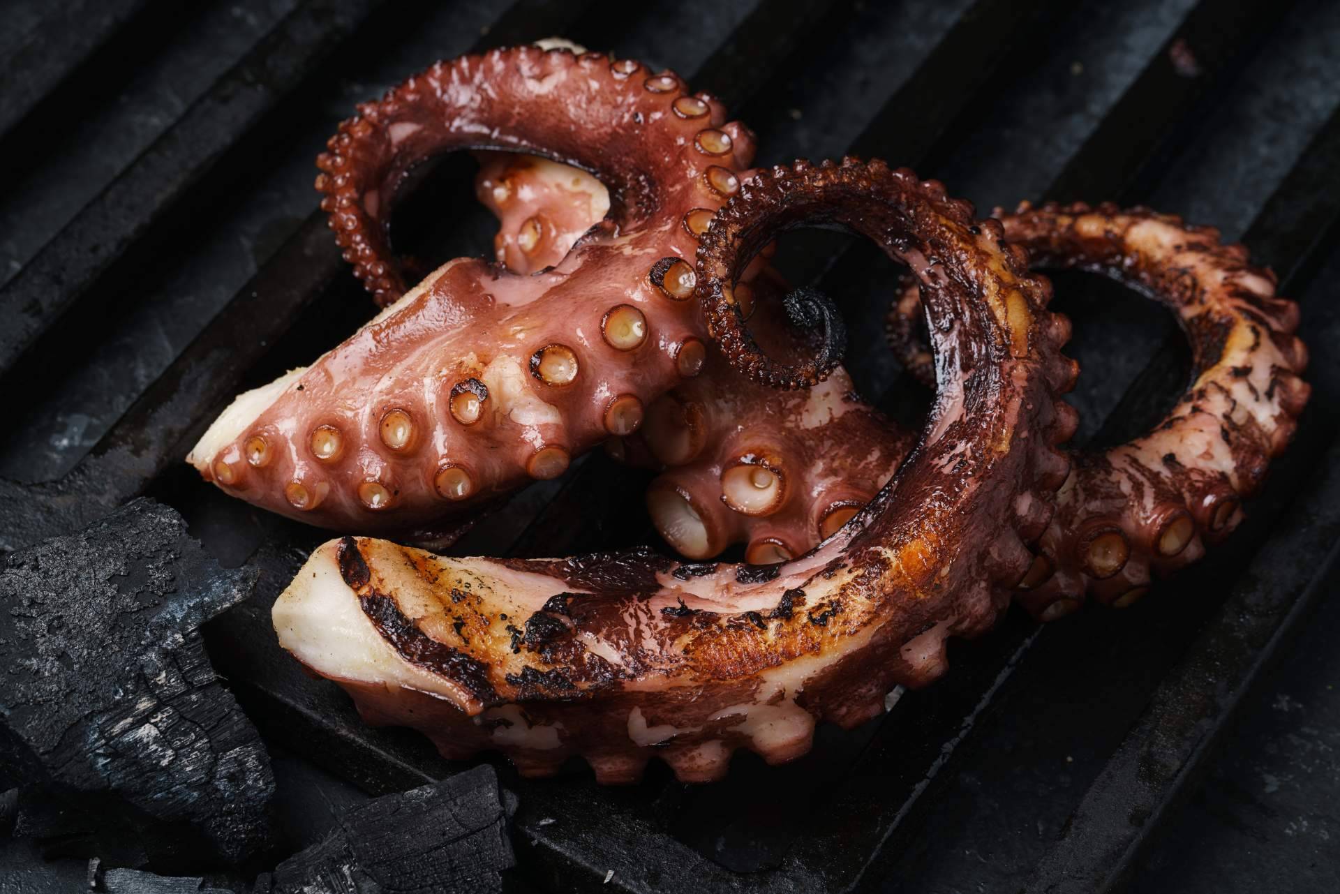 ¿Cuáles son las propiedades del pulpo de Dakhla?, con 3 de Pulpo