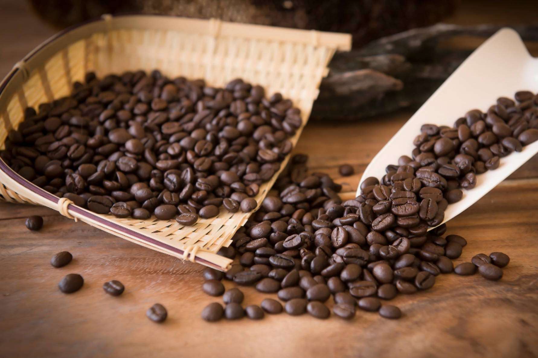 Encontrar café de todo tipo al por mayor en Bocca della Veritá