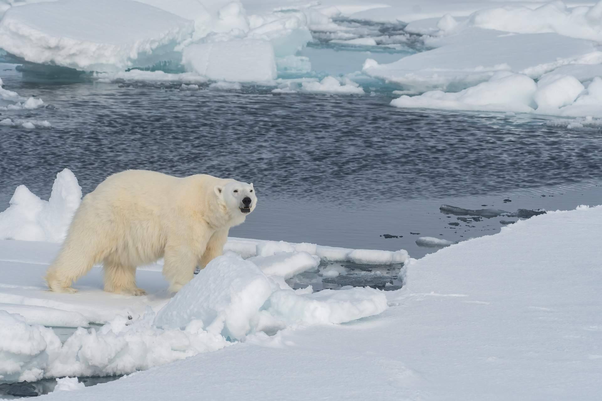 Noticias Ambientales permite mantenerse informado sobre las especies en peligro de extinción
