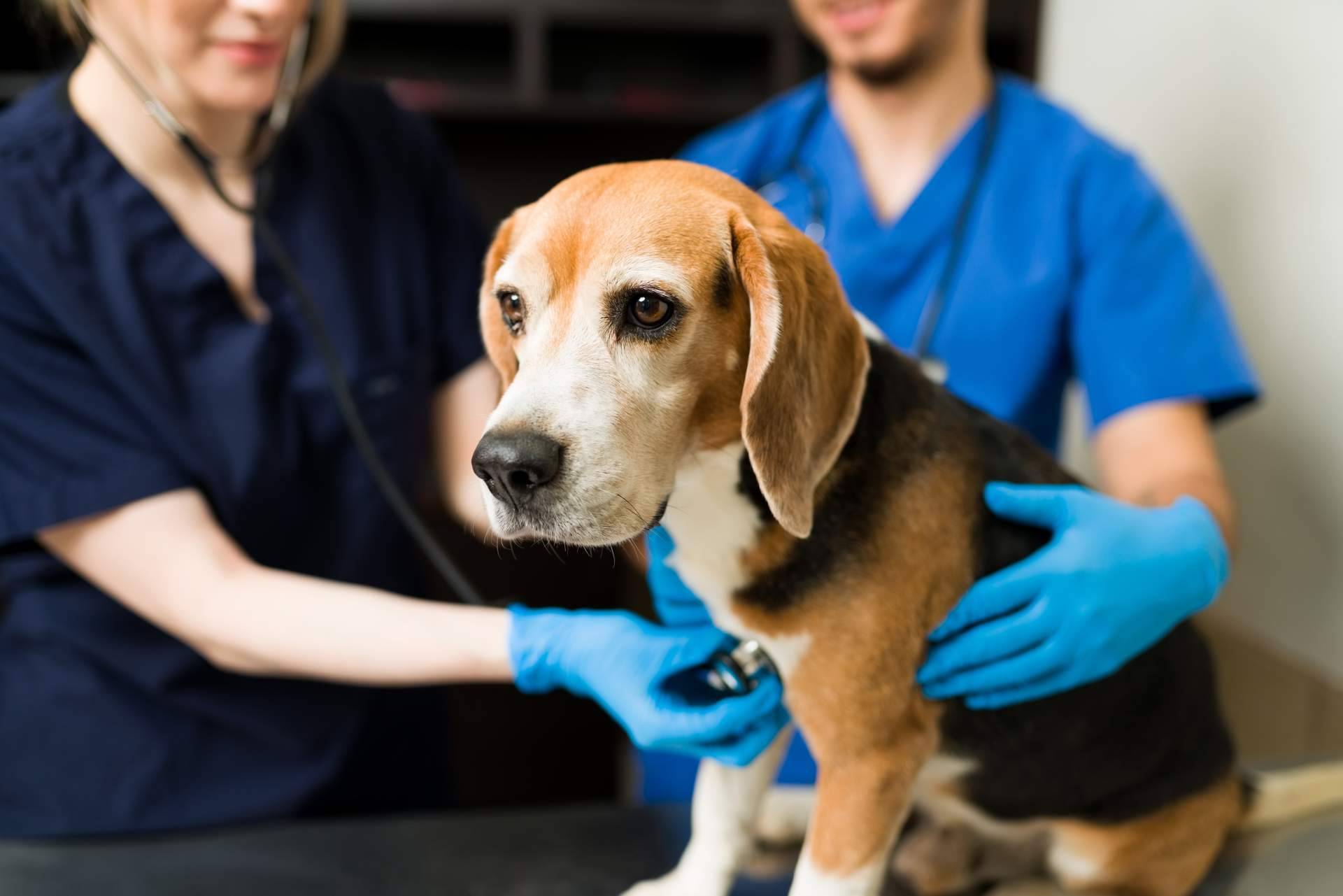 El buscador pet friendly con veterinarios de ADOPTA, la solución perfecta para cuidar de la mascota