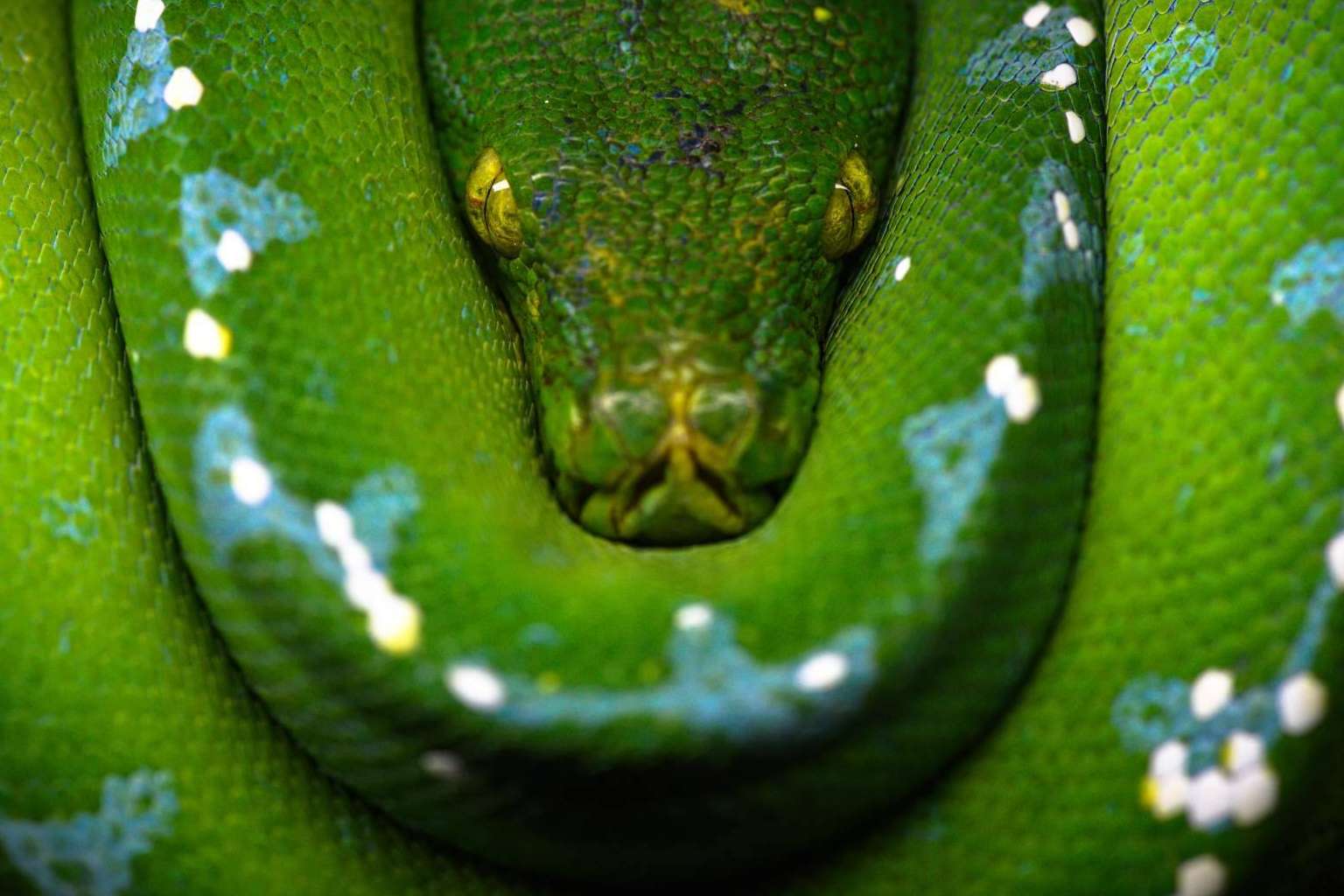 SnakeRoom, el Centro Divulgativo que ofrece la experiencia de interactuar con reptiles como serpientes