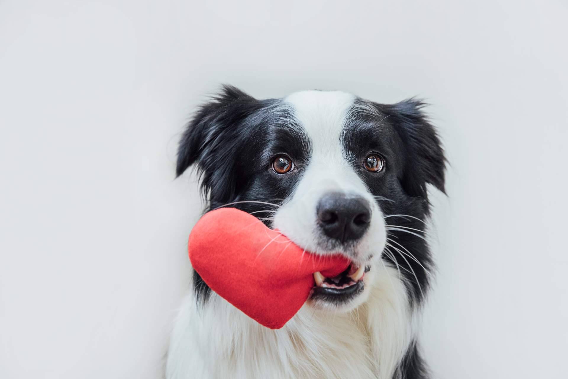 ClickGuau, el TikTok para mascotas que ofrece centenares de vídeos graciosos de animales