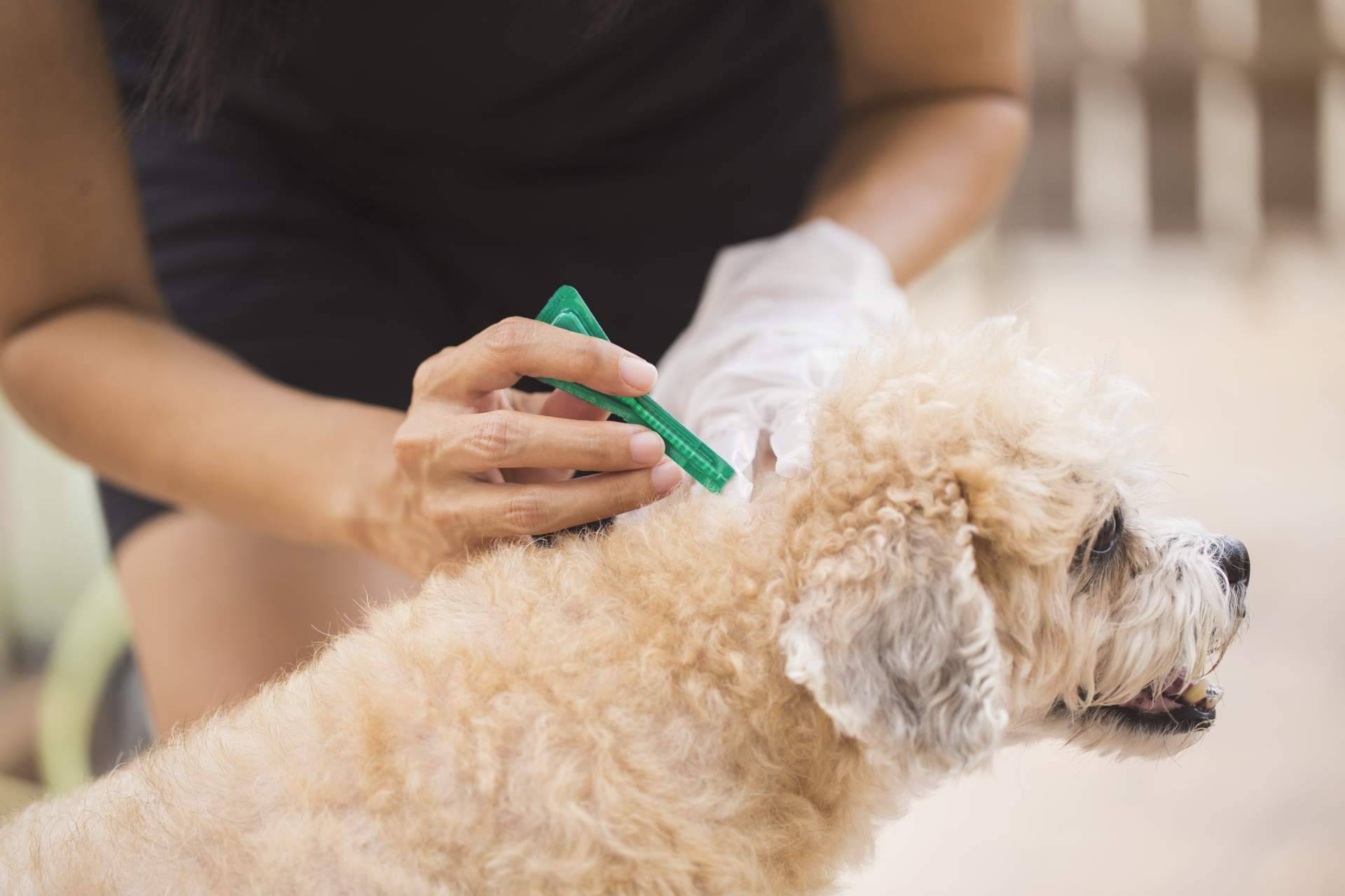 Identificar las negligencias veterinarias; ¿qué aspectos tener en cuenta?