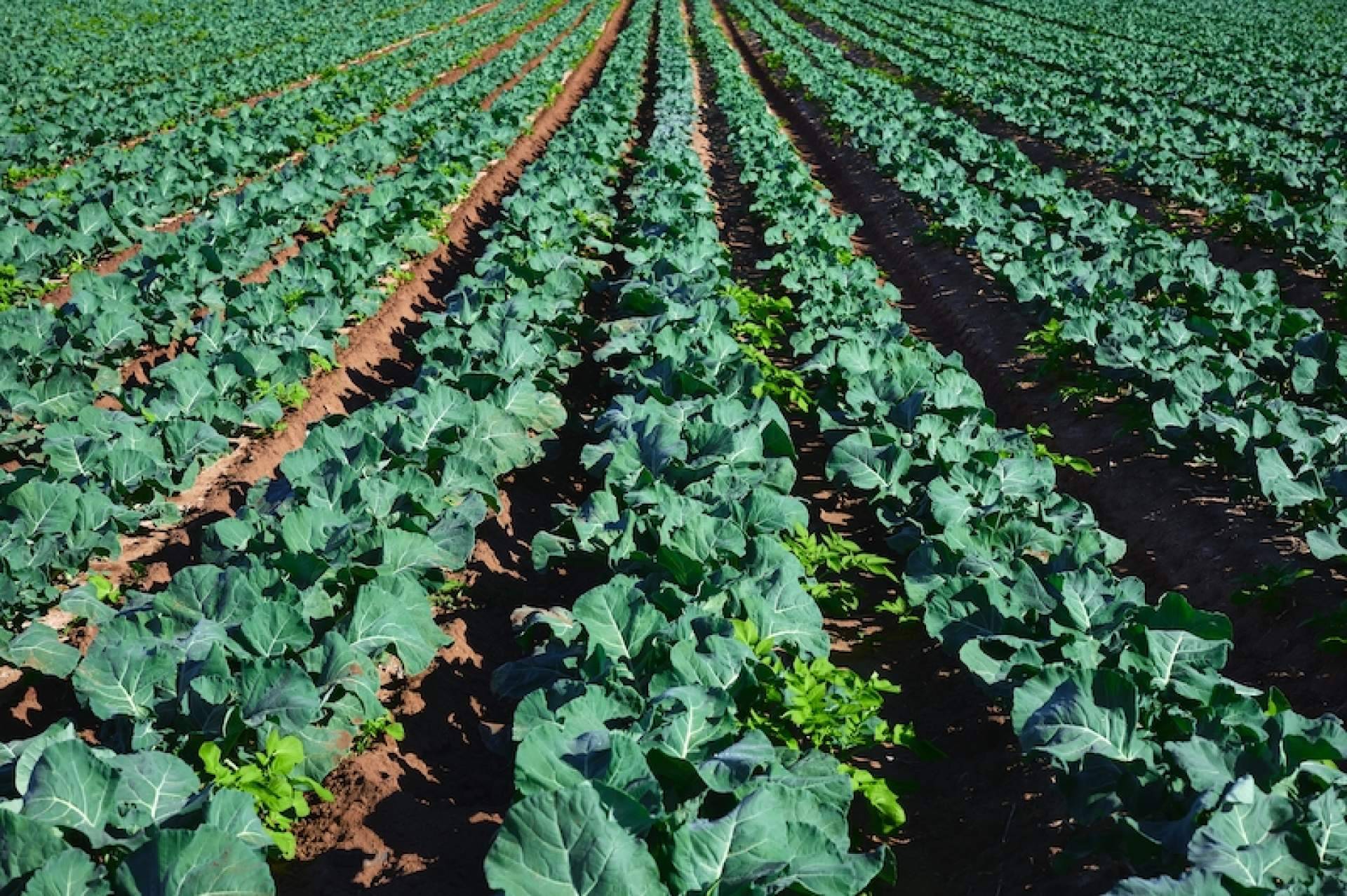 El significado y las características de la agricultura extensiva