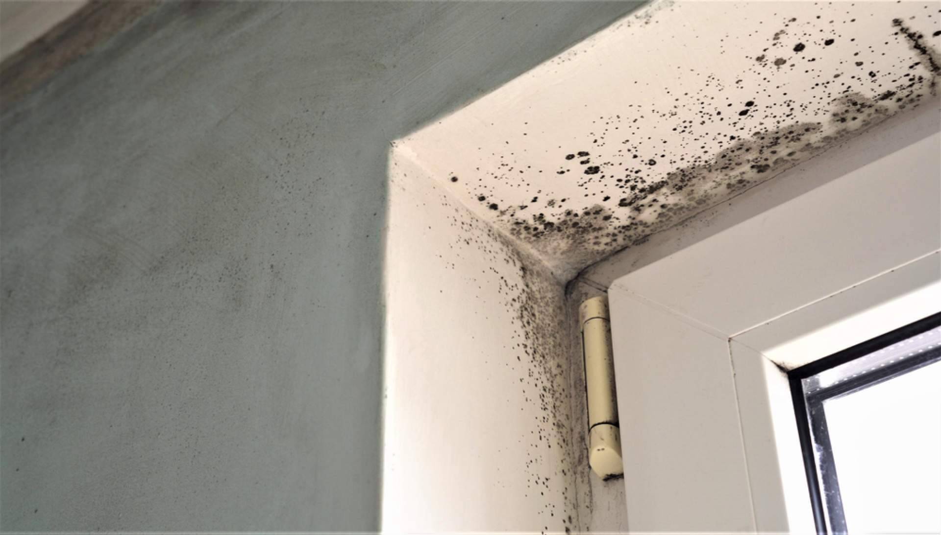 Los servicios de limpieza de humedad en la pared de Preactiva