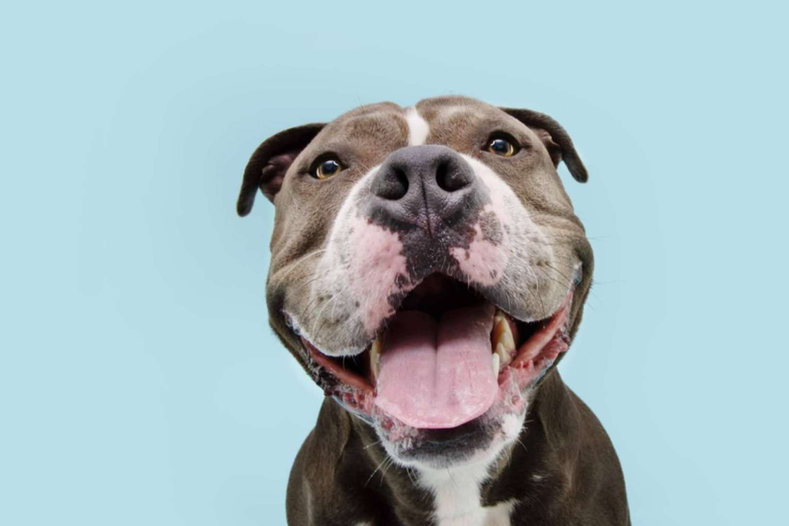 Mooiza ayuda a mejorar la salud de las mascotas con aromaterapia para perros y gatos