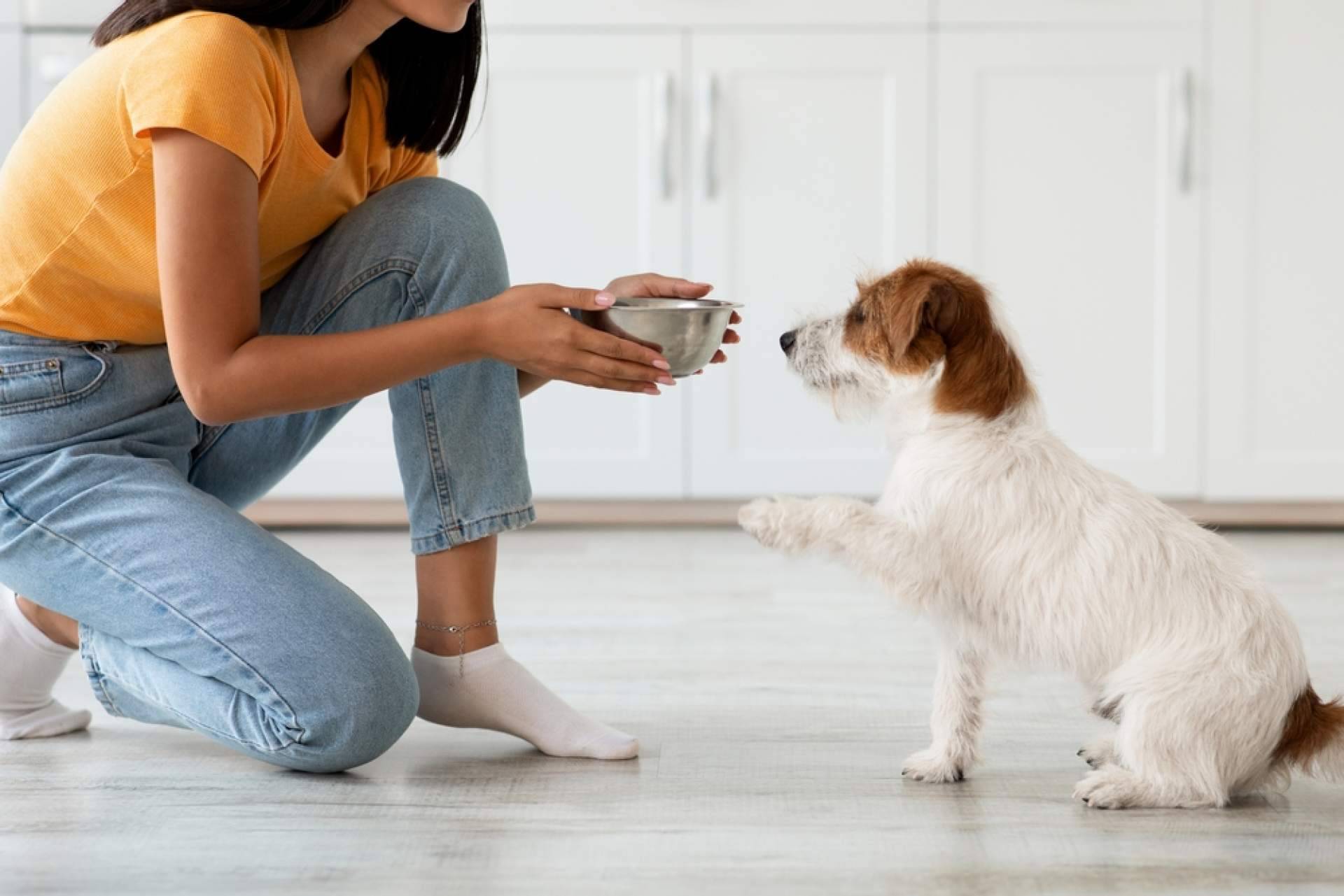 Nutrikoa, el pienso para perros 100 % natural