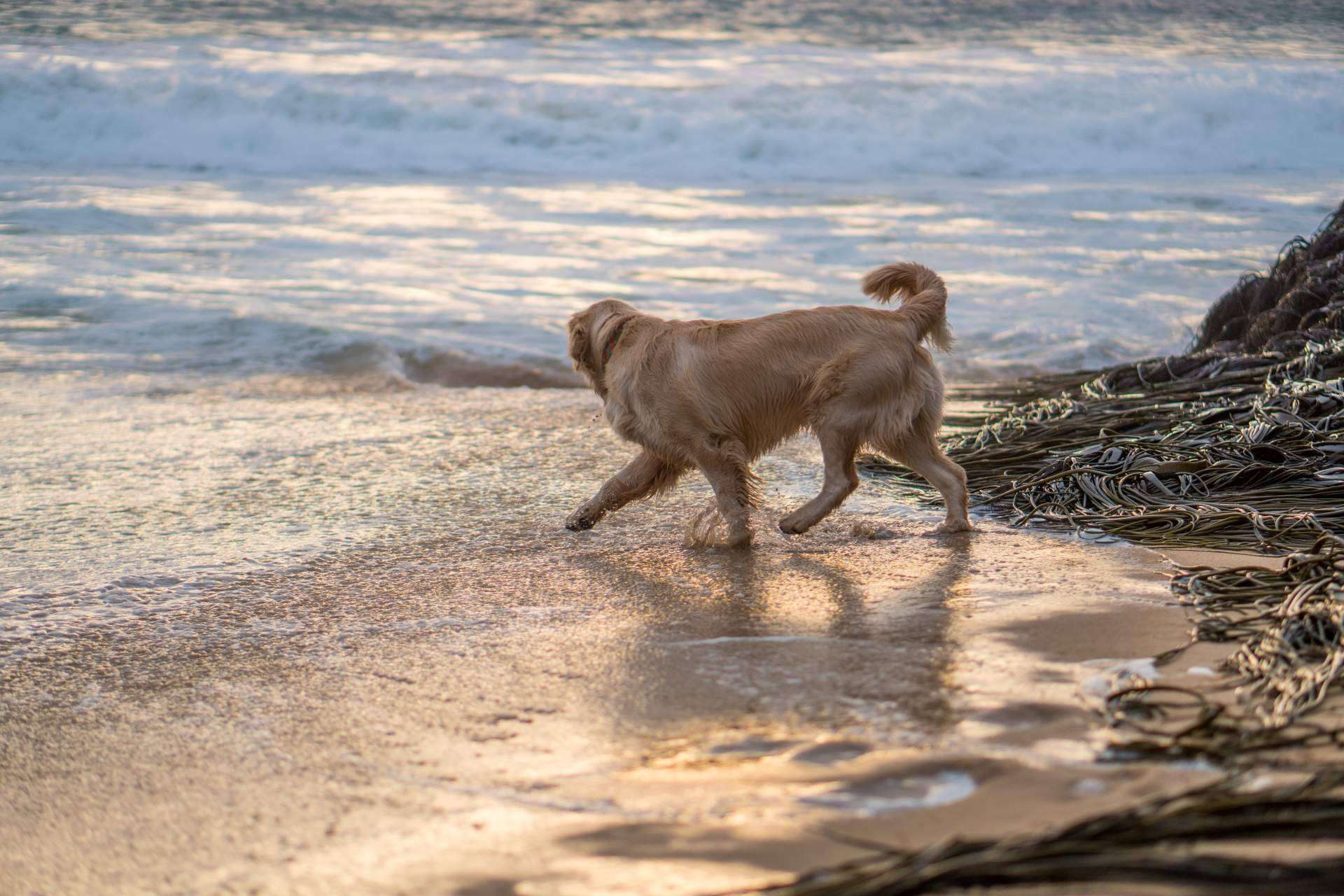 Cómo encontrar lugares para disfrutar con un perro con el buscador pet friendly de ADOPTA