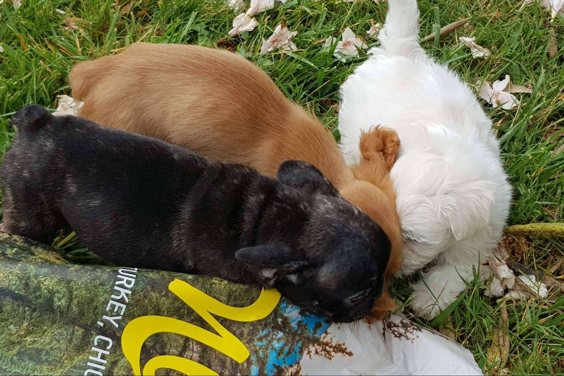 La importancia de garantizar una buena alimentación a los cachorros, por Satisfaction