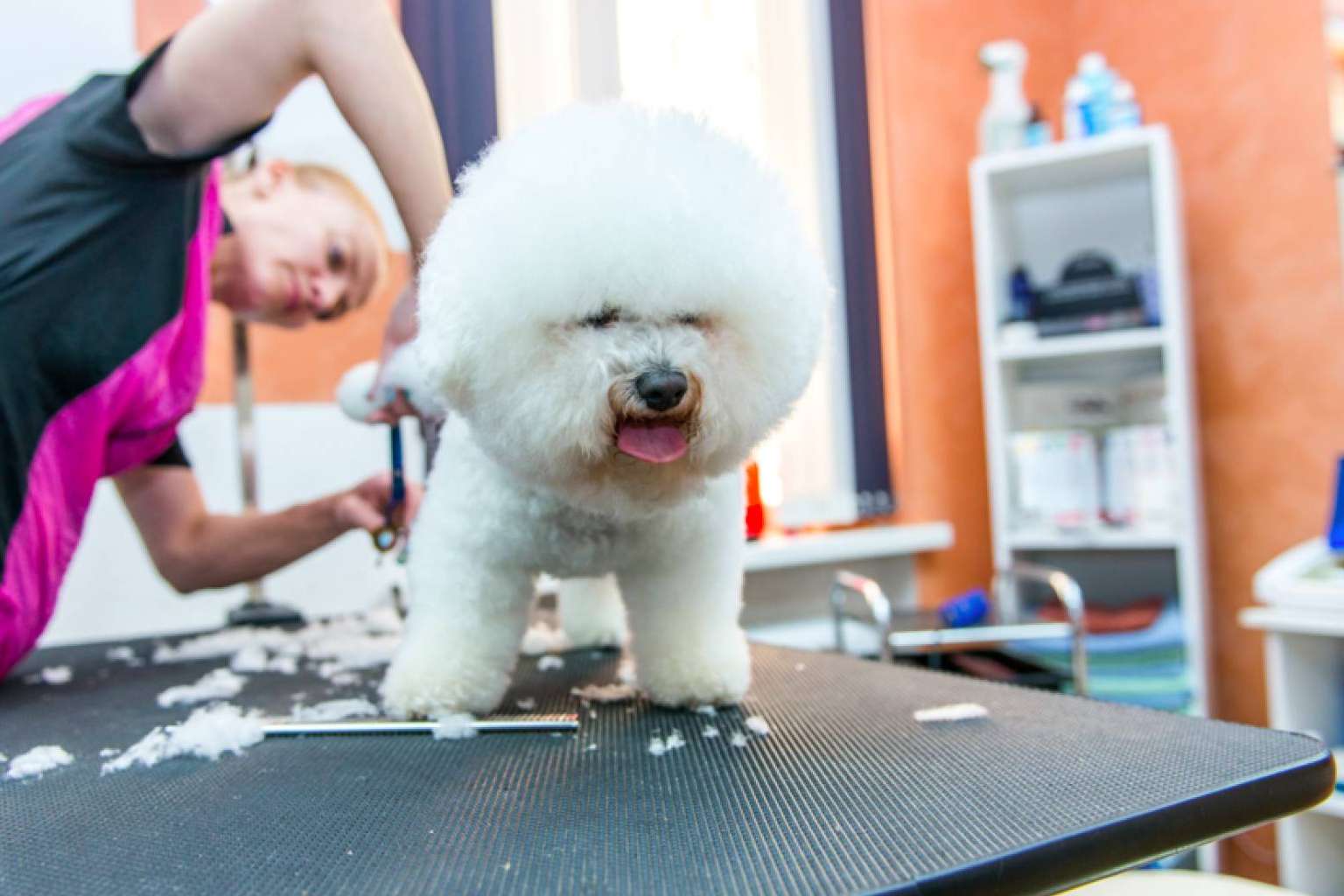 Formarse como peluquero canino de la mano de VetFormación