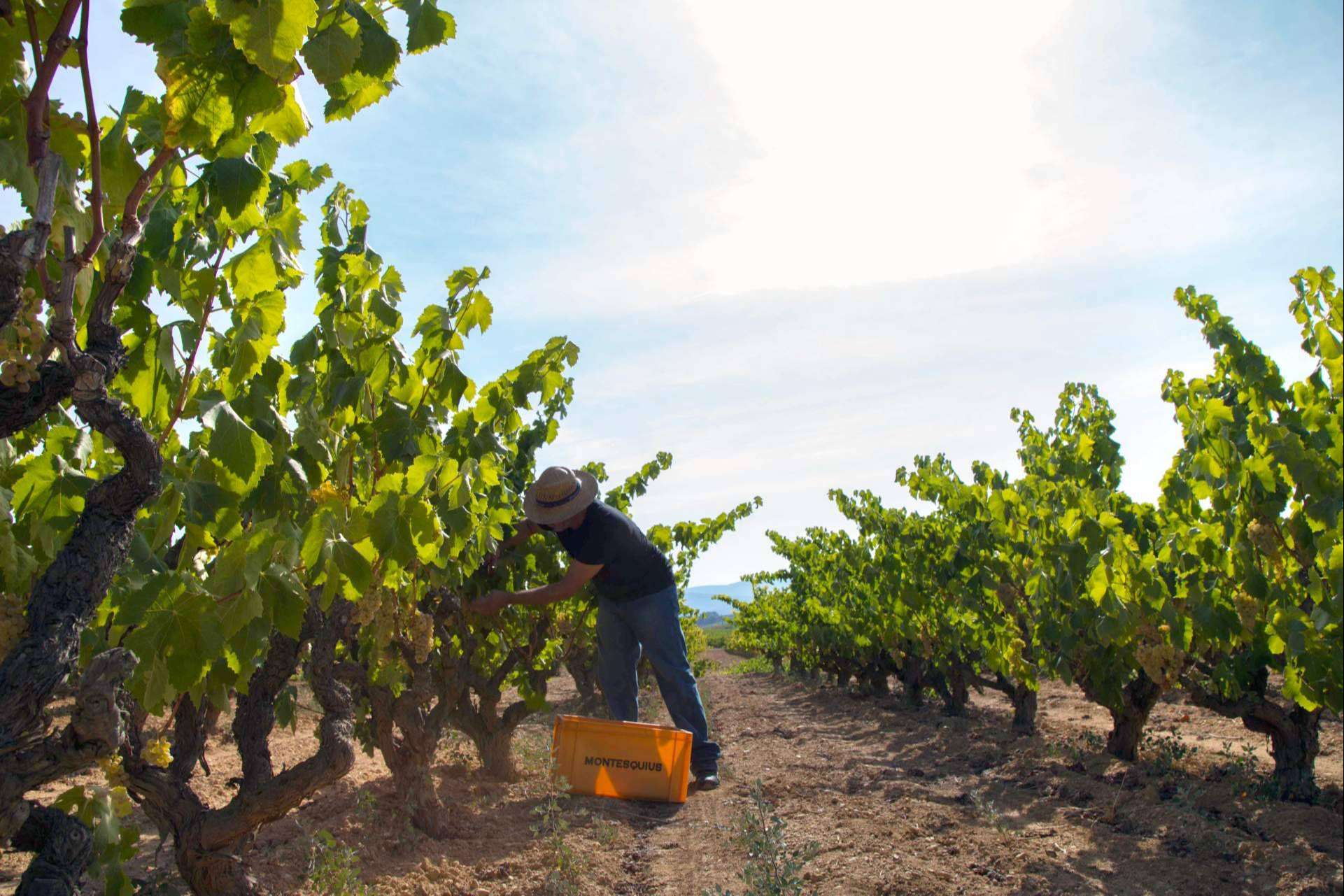 Los vinos ecológicos de Naturalovers Wine; una experiencia auténtica y libre de químicos
