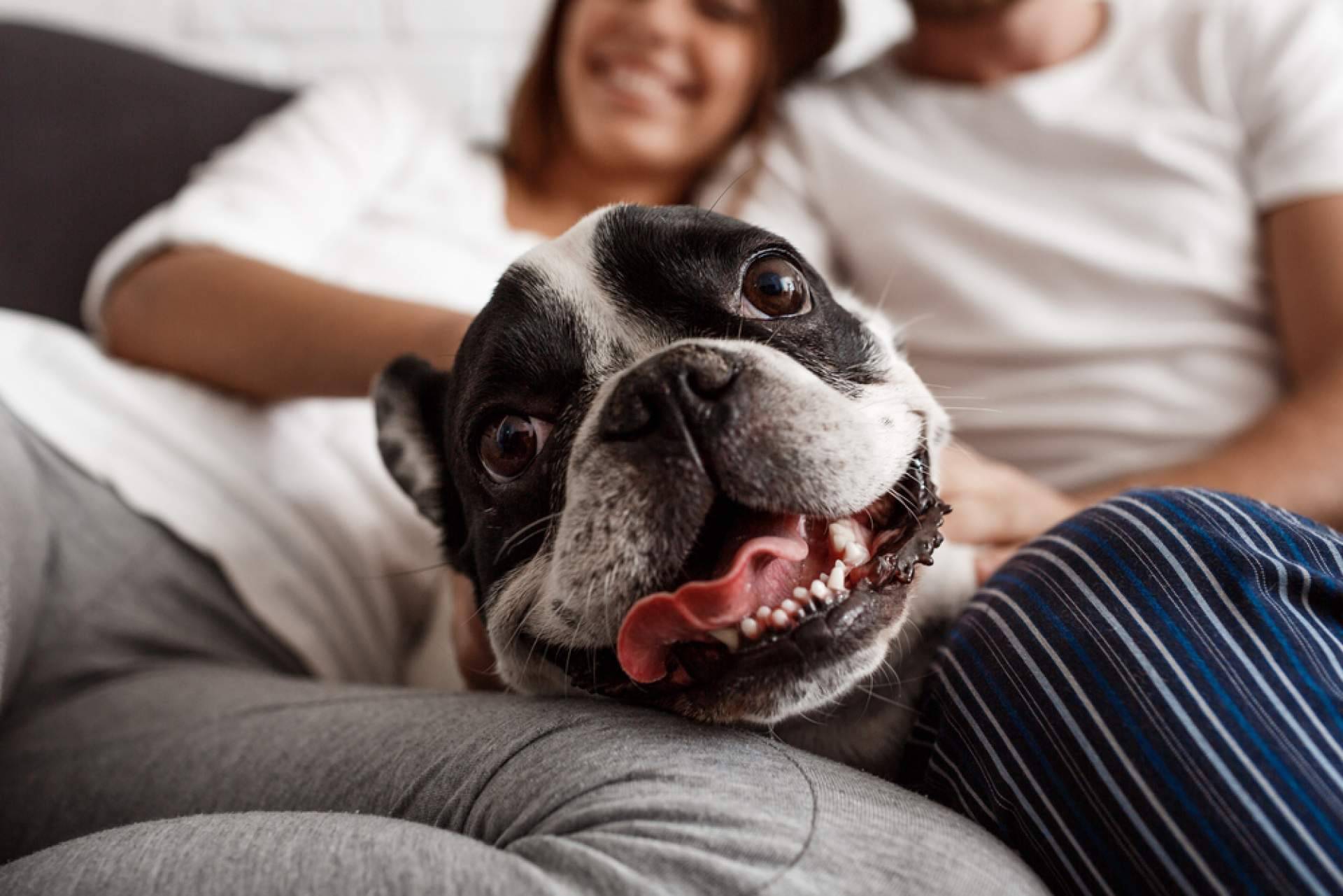 El estrés de las personas contagia a sus mascotas