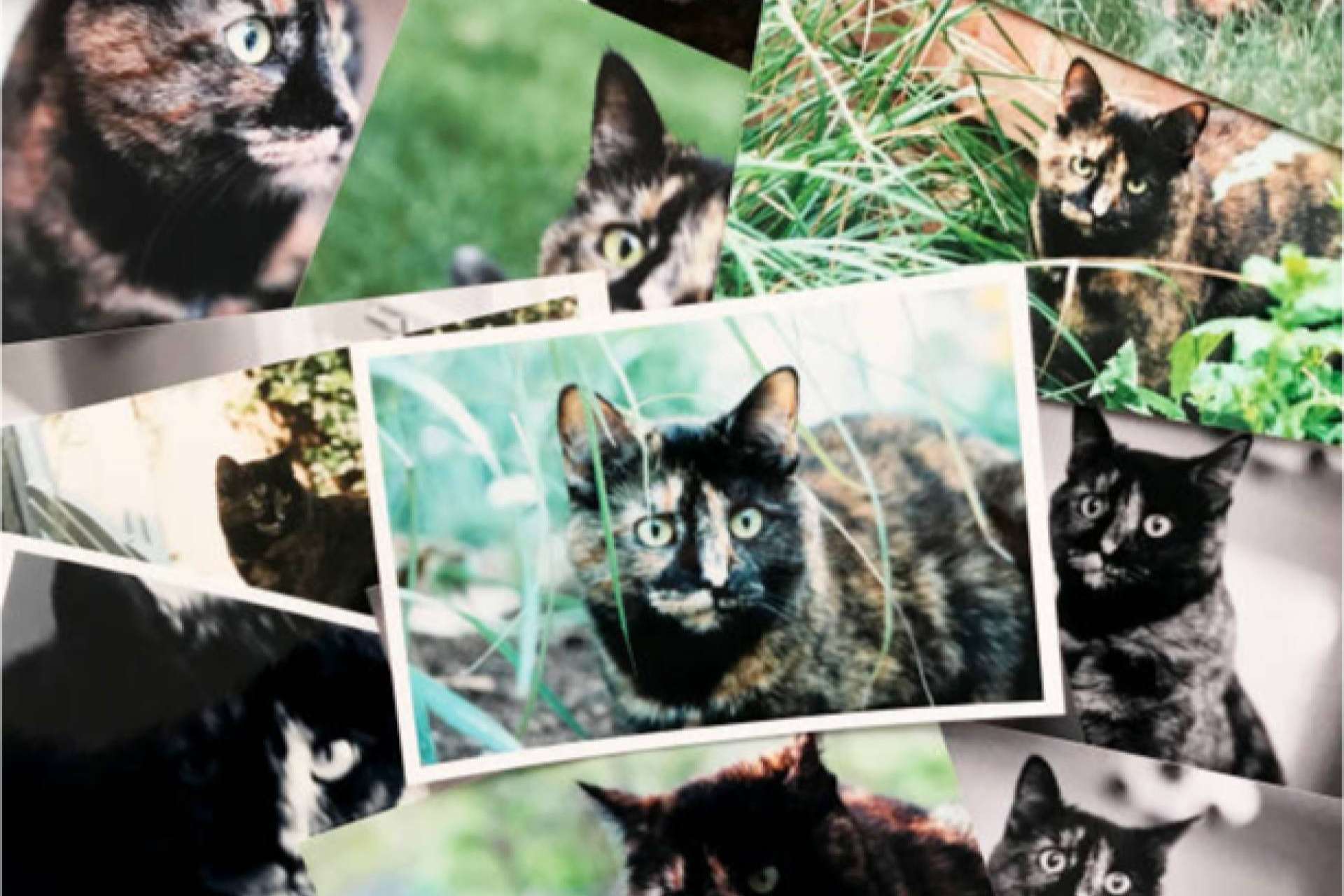 Imprimir fotos online en España nunca fue tan fácil