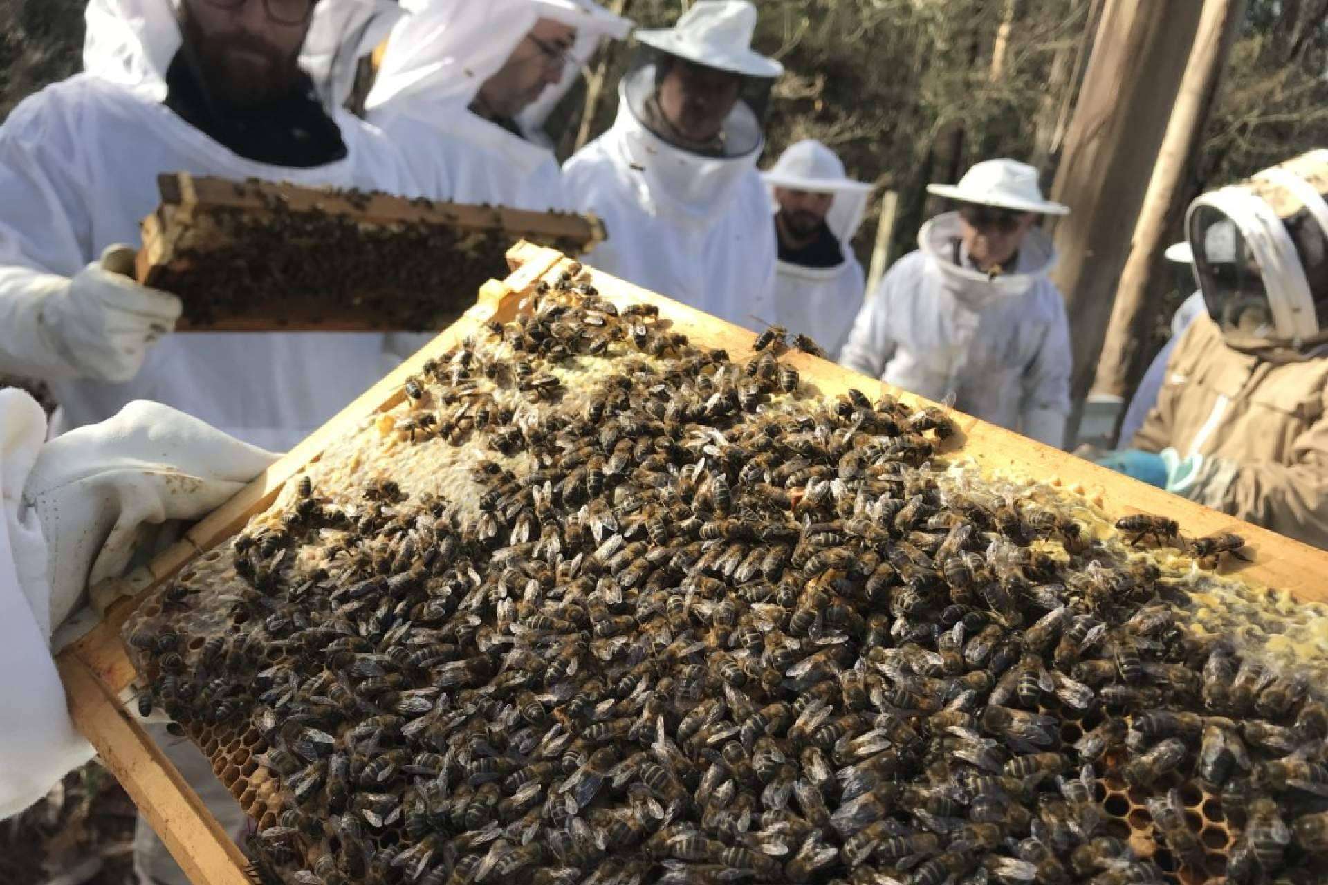 Apiterapia con apitoxina, con Cursos Apicultura