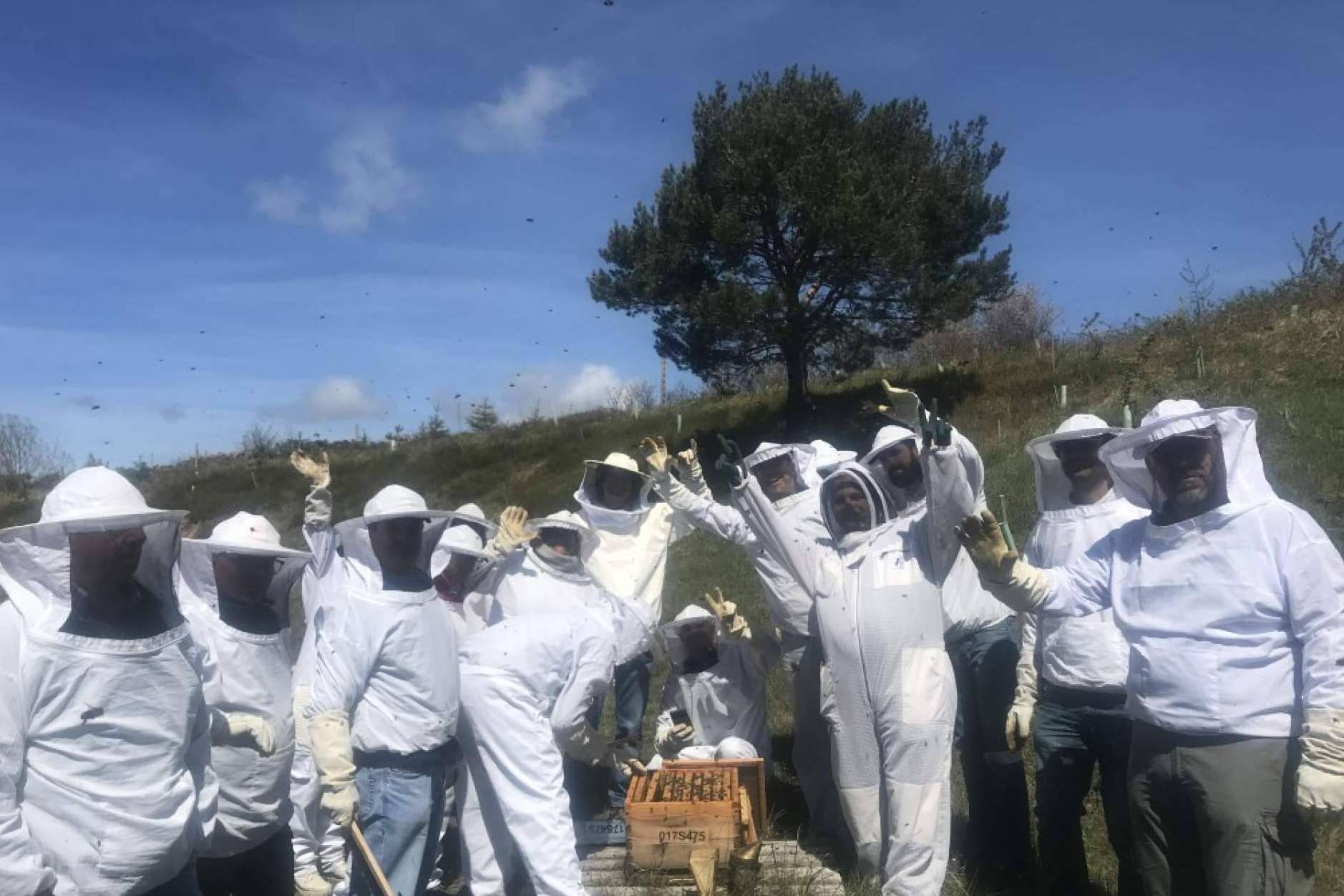 ¿En qué consiste la polinización de las abejas?, con Cursos Apicultura