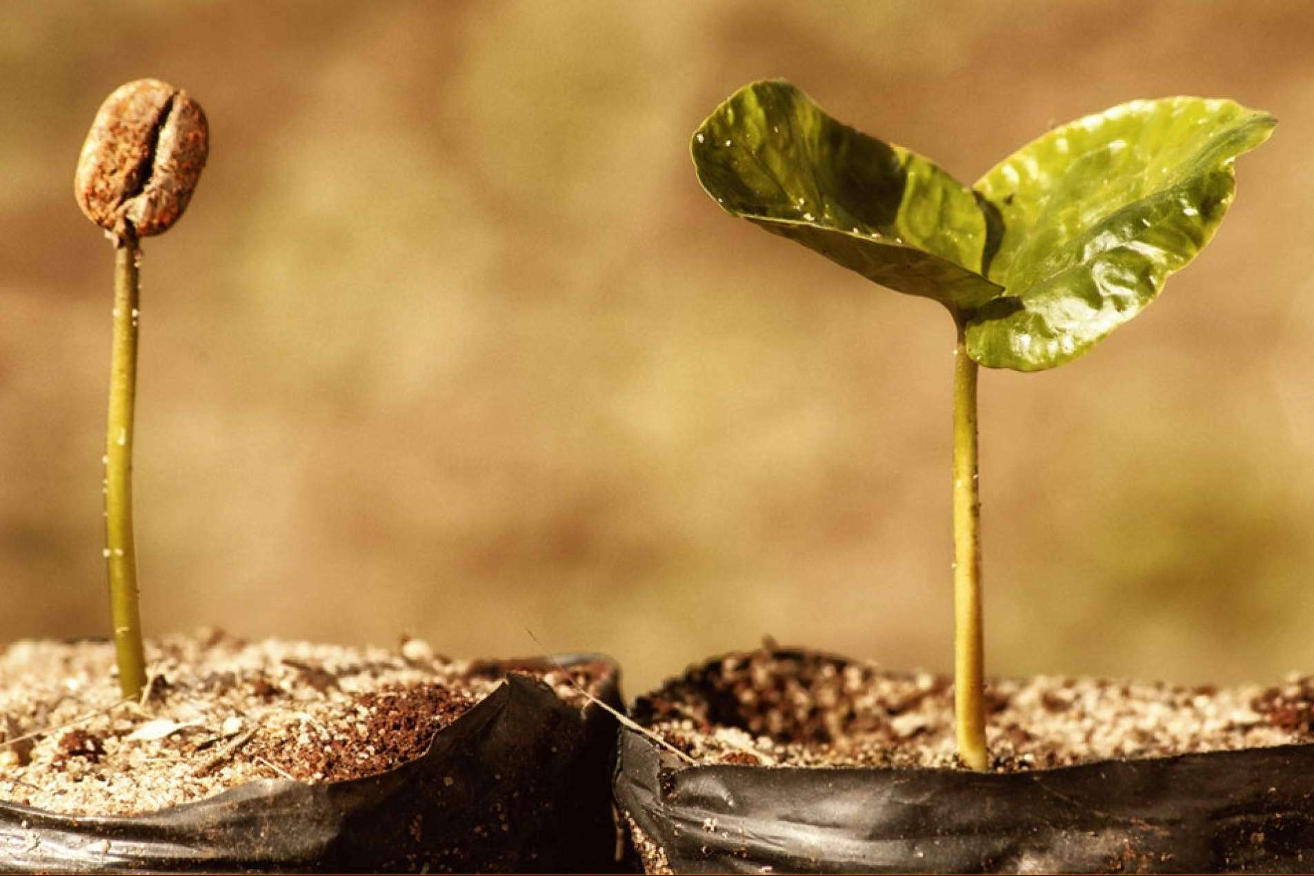 El café de alta calidad y alquiler de máquinas para empresas de Fresh Ocs