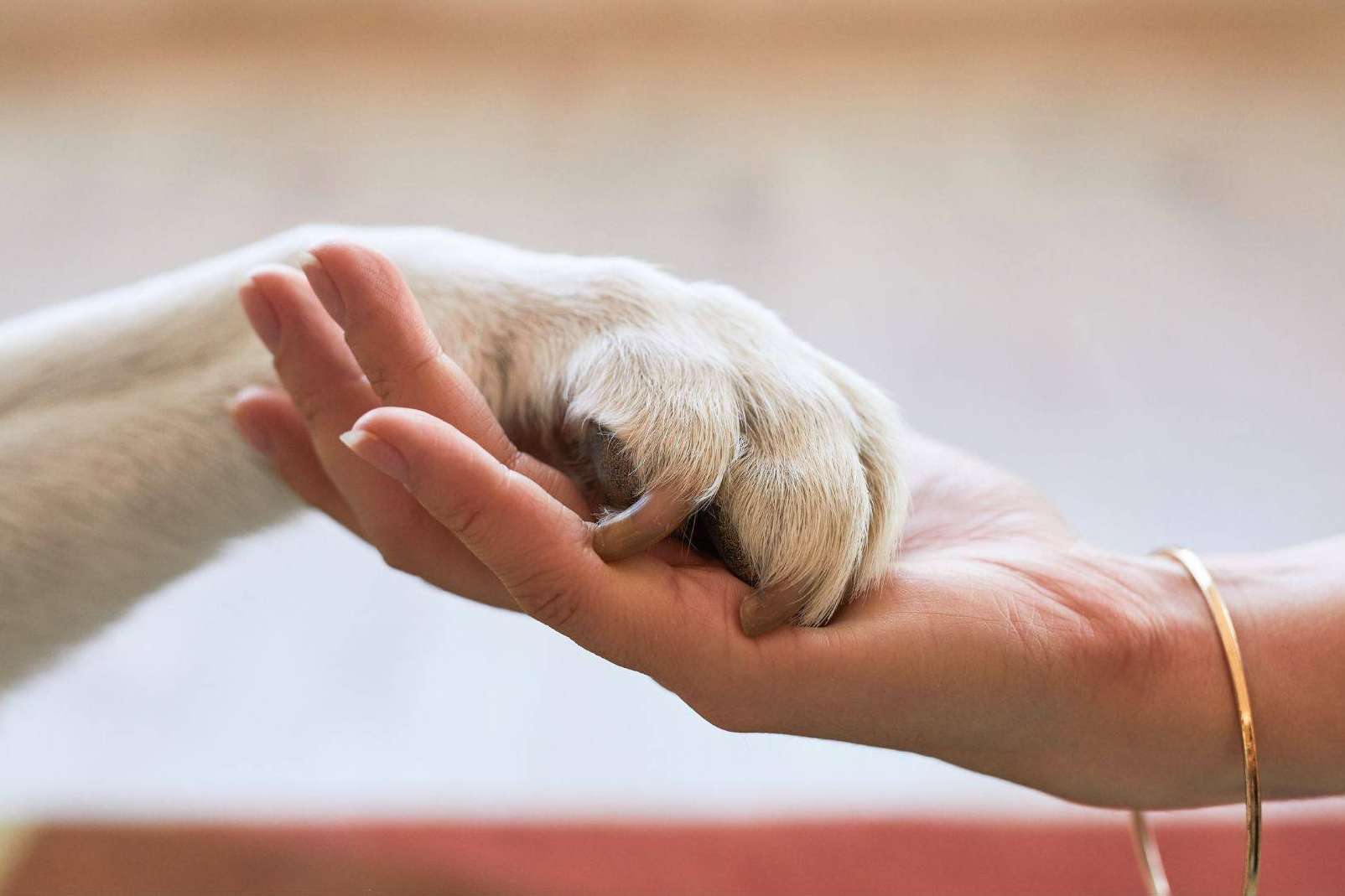 Cumplir la nueva Ley de Bienestar Animal con el seguro de VetEasy