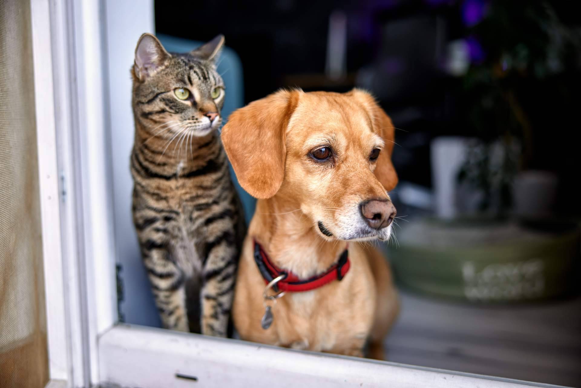 La aplicación que promueve la adopción de animales en España, Amazdog