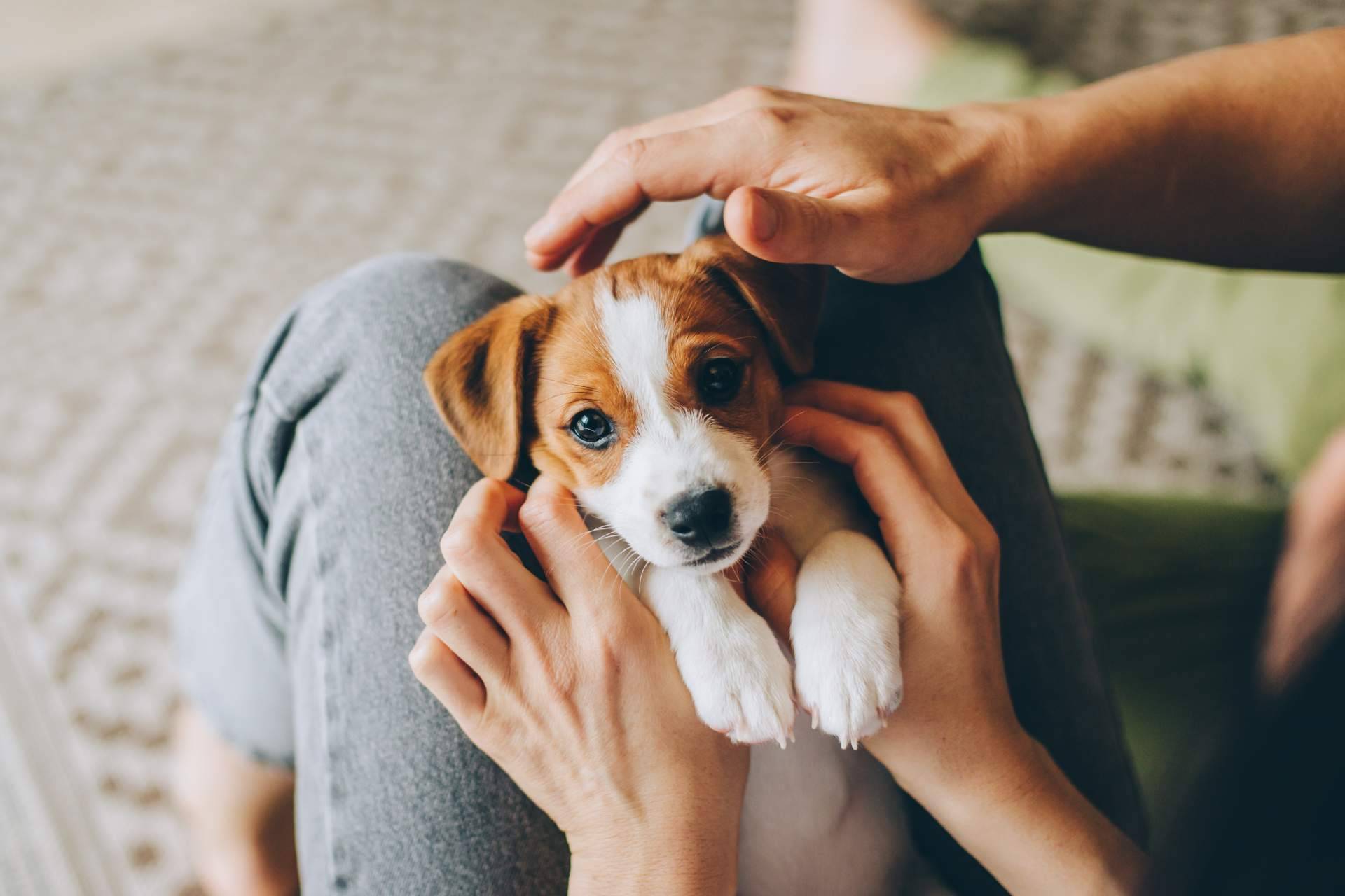 Tienda Cachorro, el espacio de adopción de perros que cumple con la nueva Ley de Bienestar Animal