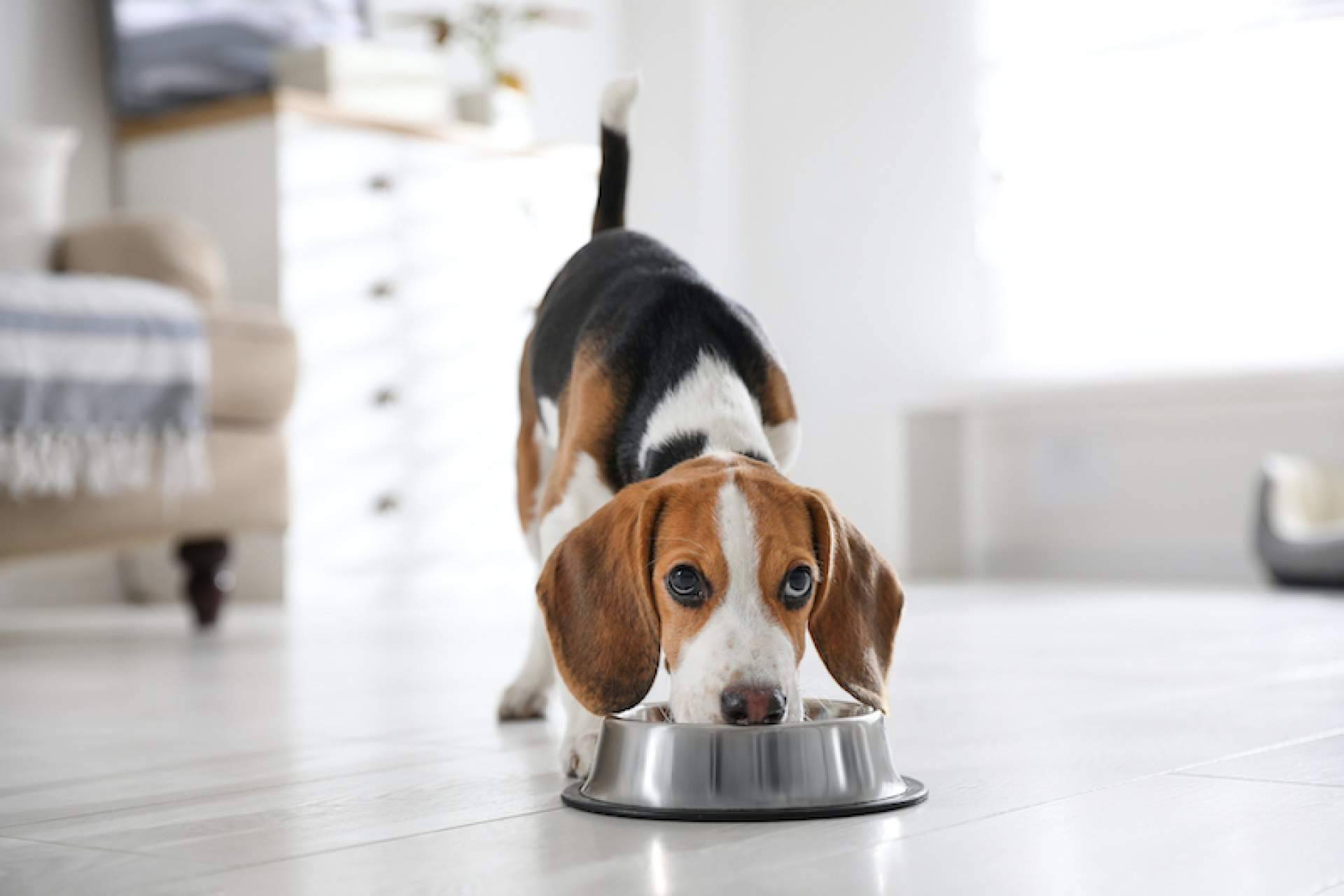 Problemas articulares en perros; cómo ayudarles a través de su alimentación