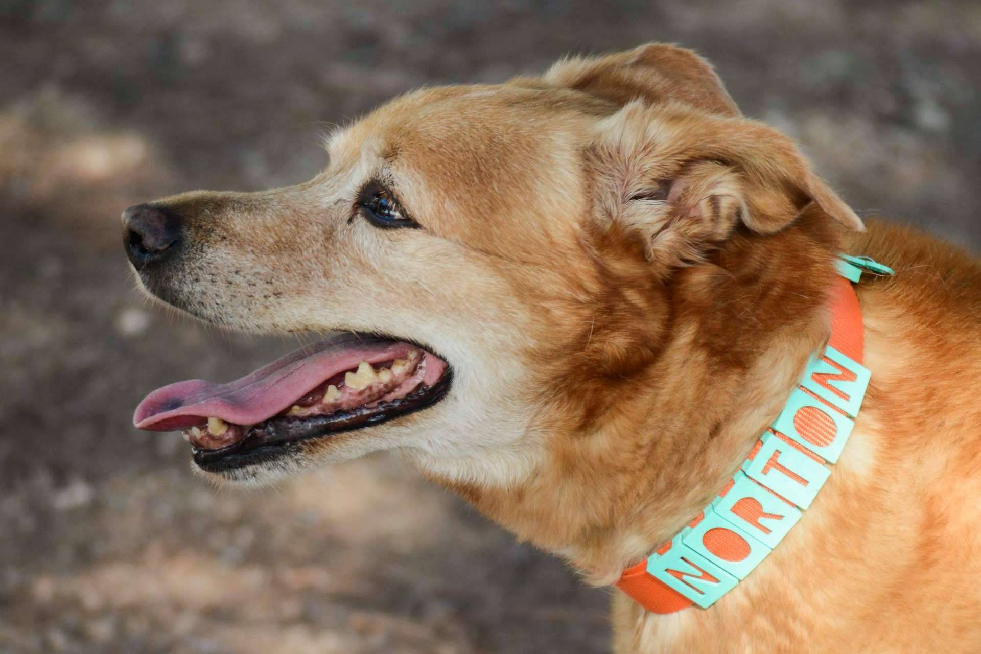 Proteger a la mascota con los collares y chapas personalizadas de Seron