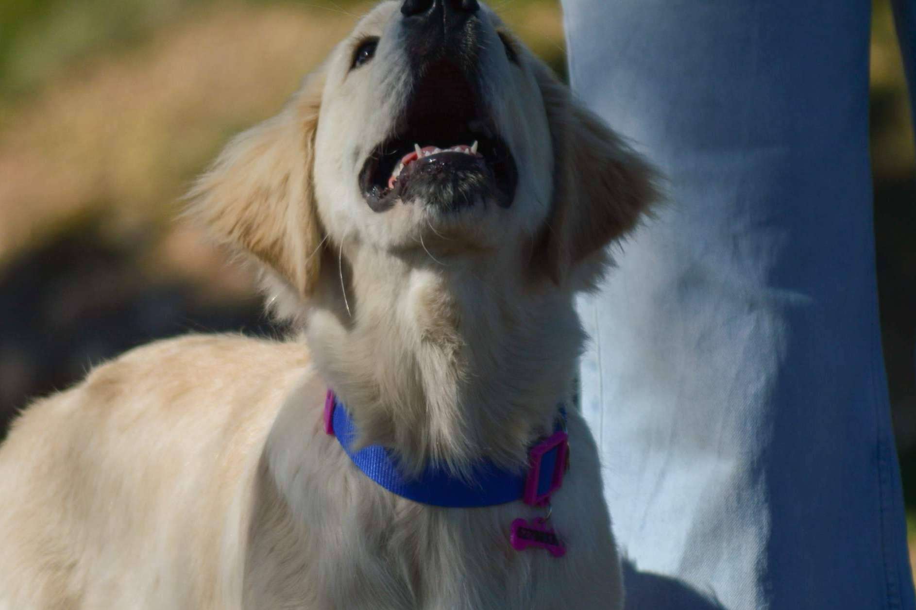 Las placas para perros son una solución para la seguridad de las mascotas
