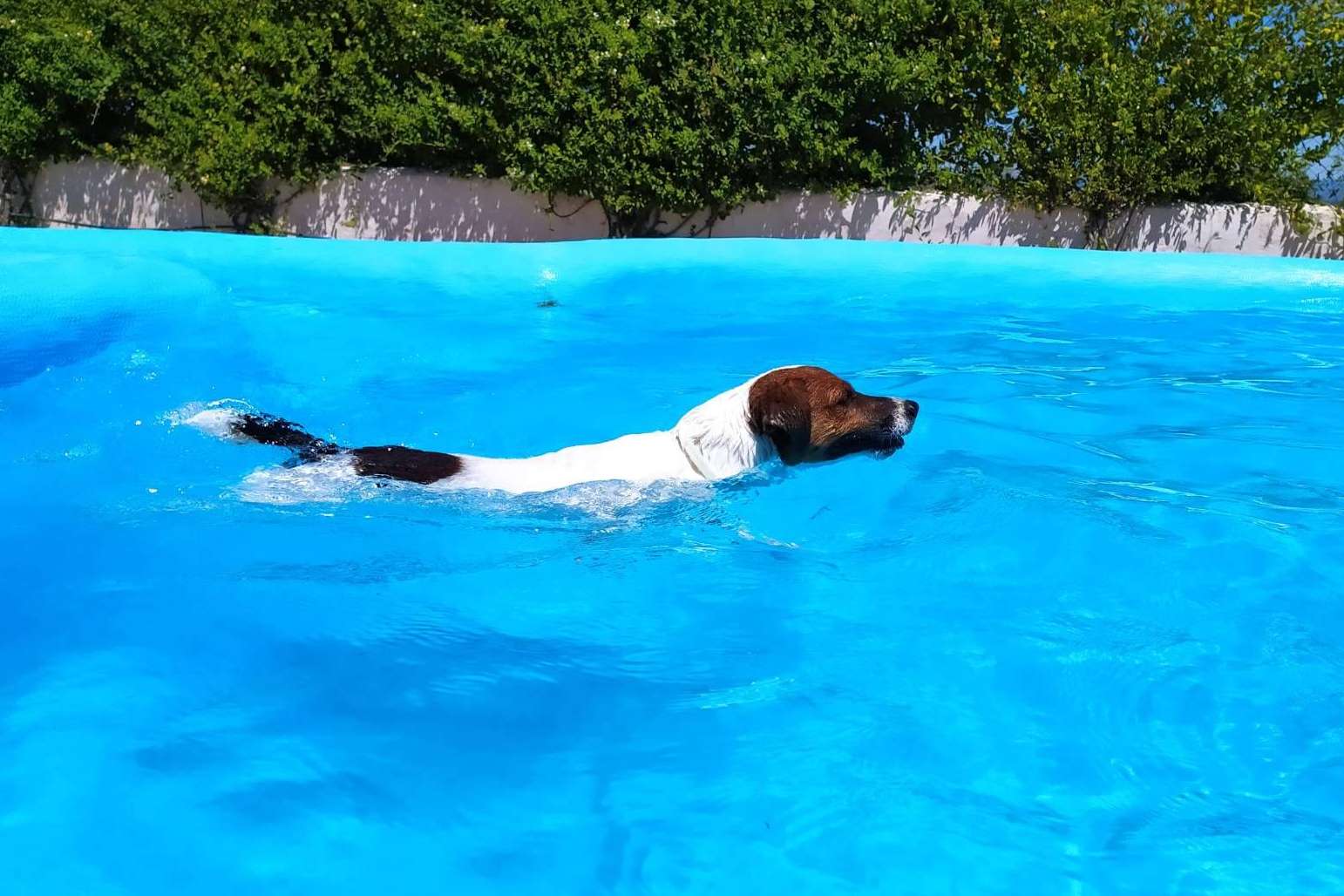 Los servicios del hotel residencia canina con piscina en Madrid