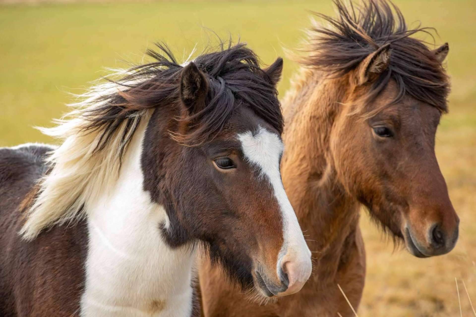 Aldu Experience ofrece la oportunidad de conocer cada rincón de Islandia a través de sus expertos