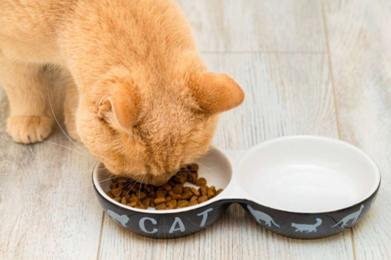 Proteínas hidrolizadas, una solución eficaz para la alimentación de mascotas con sensibilidades