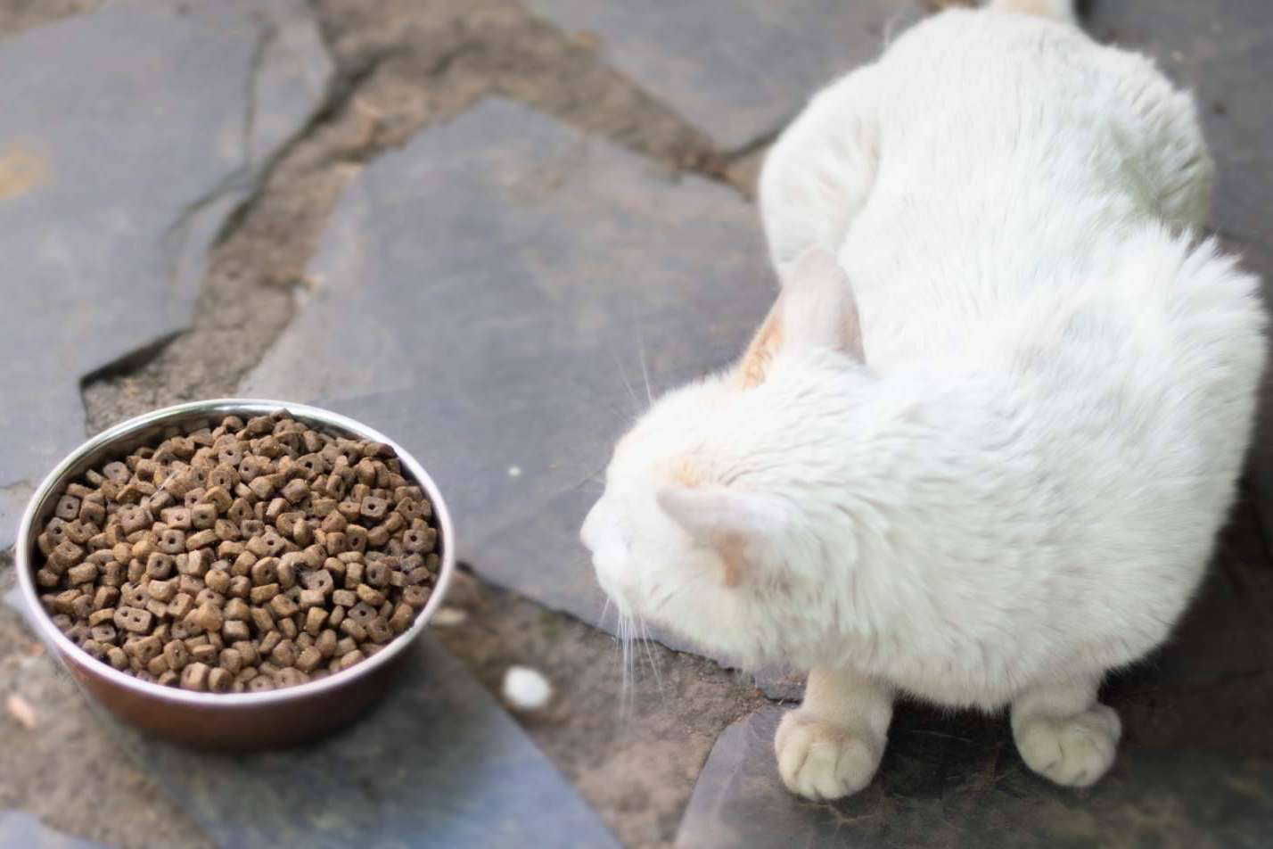 Pienso Solidario Feral, un alimento que fortalece a los gatos ferales y apoya a las protectoras