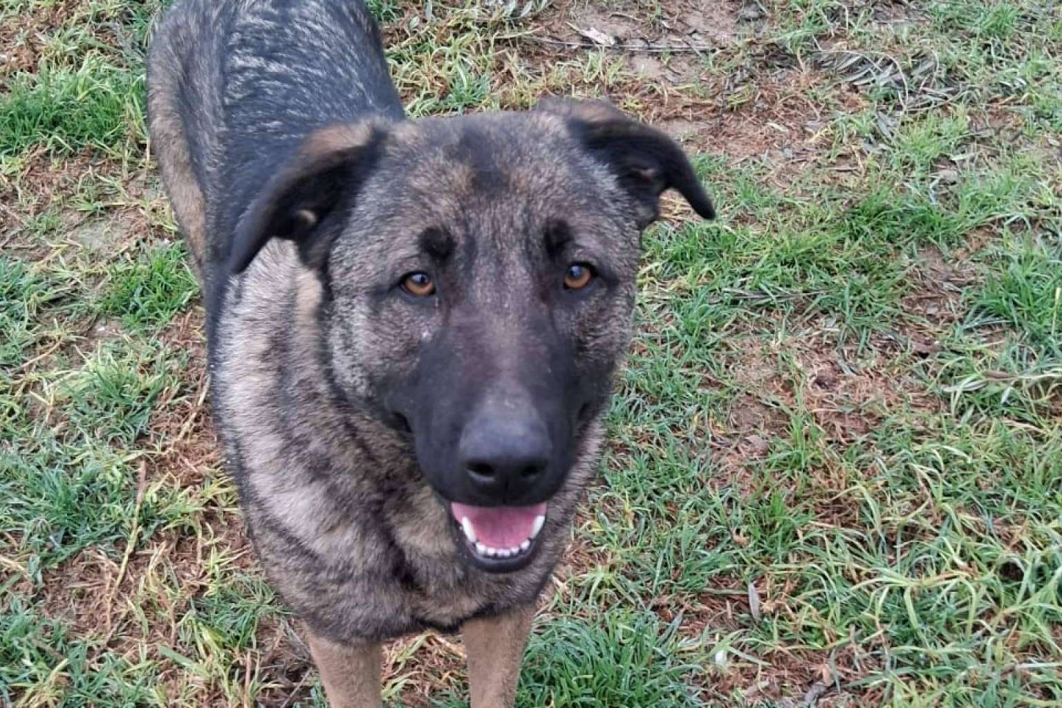SOS Vidas, compromiso y amor por los animales en busca de una segunda oportunidad